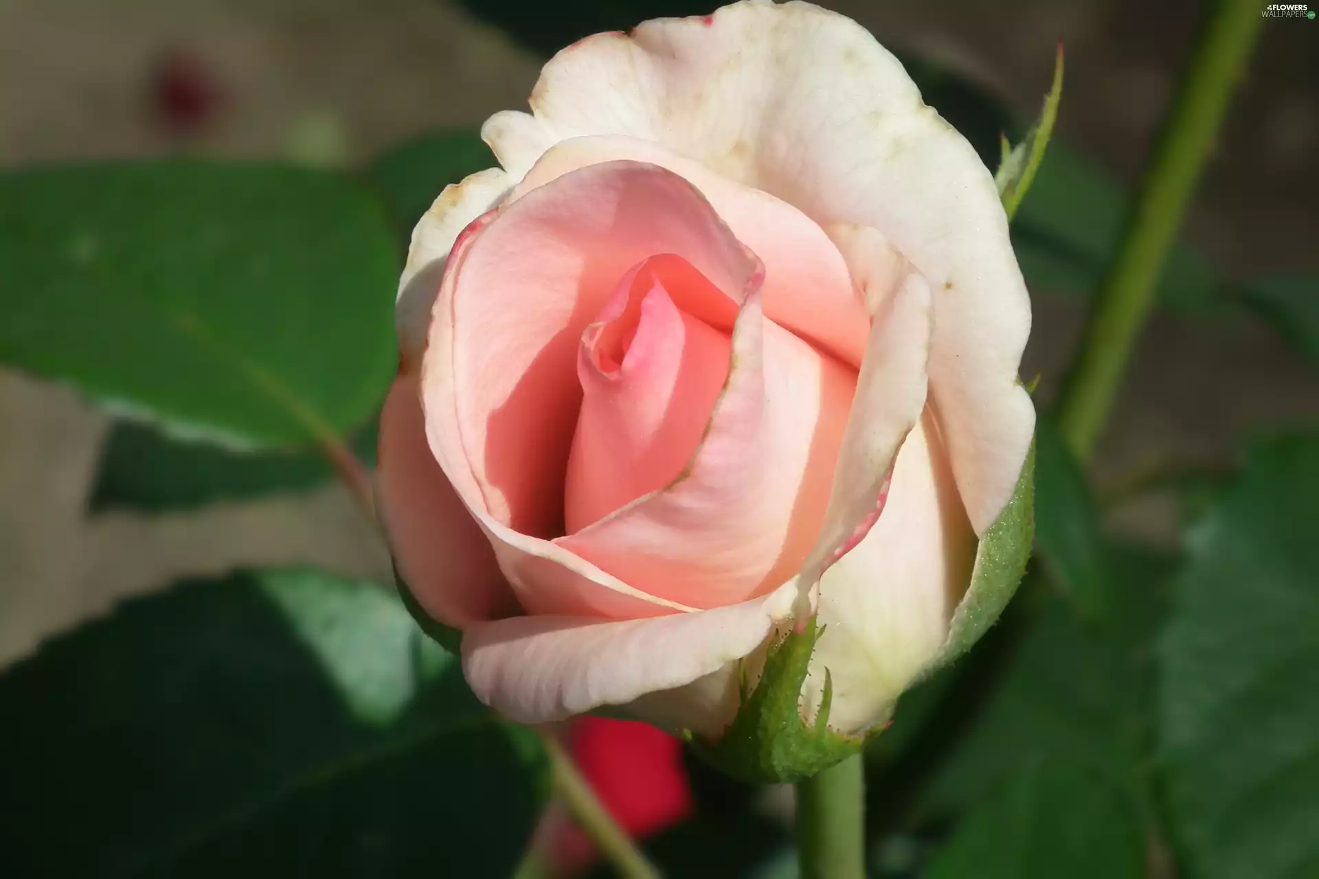 rose, nature, Colourfull Flowers