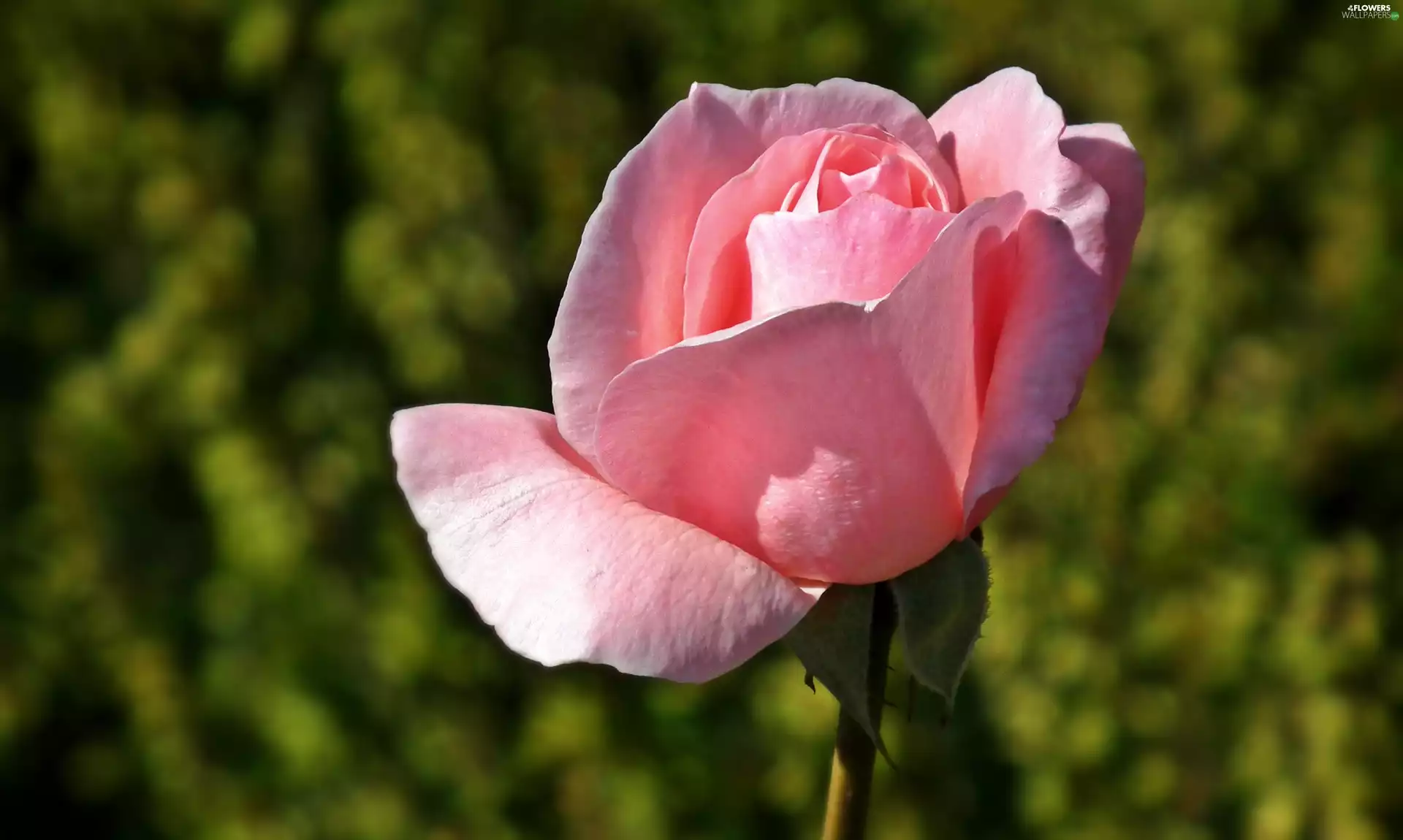 rose, nature, Colourfull Flowers