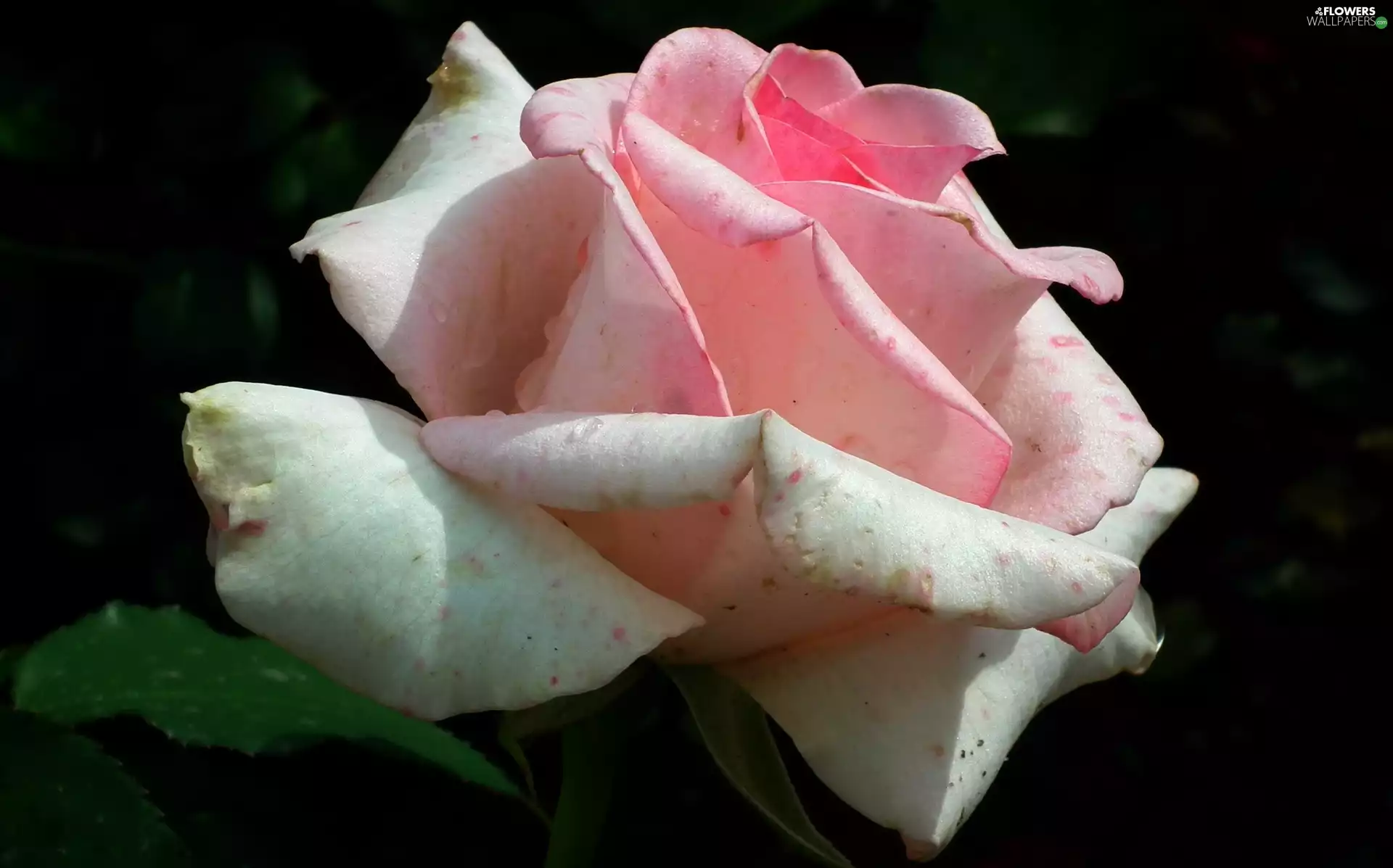 rose, nature, Colourfull Flowers