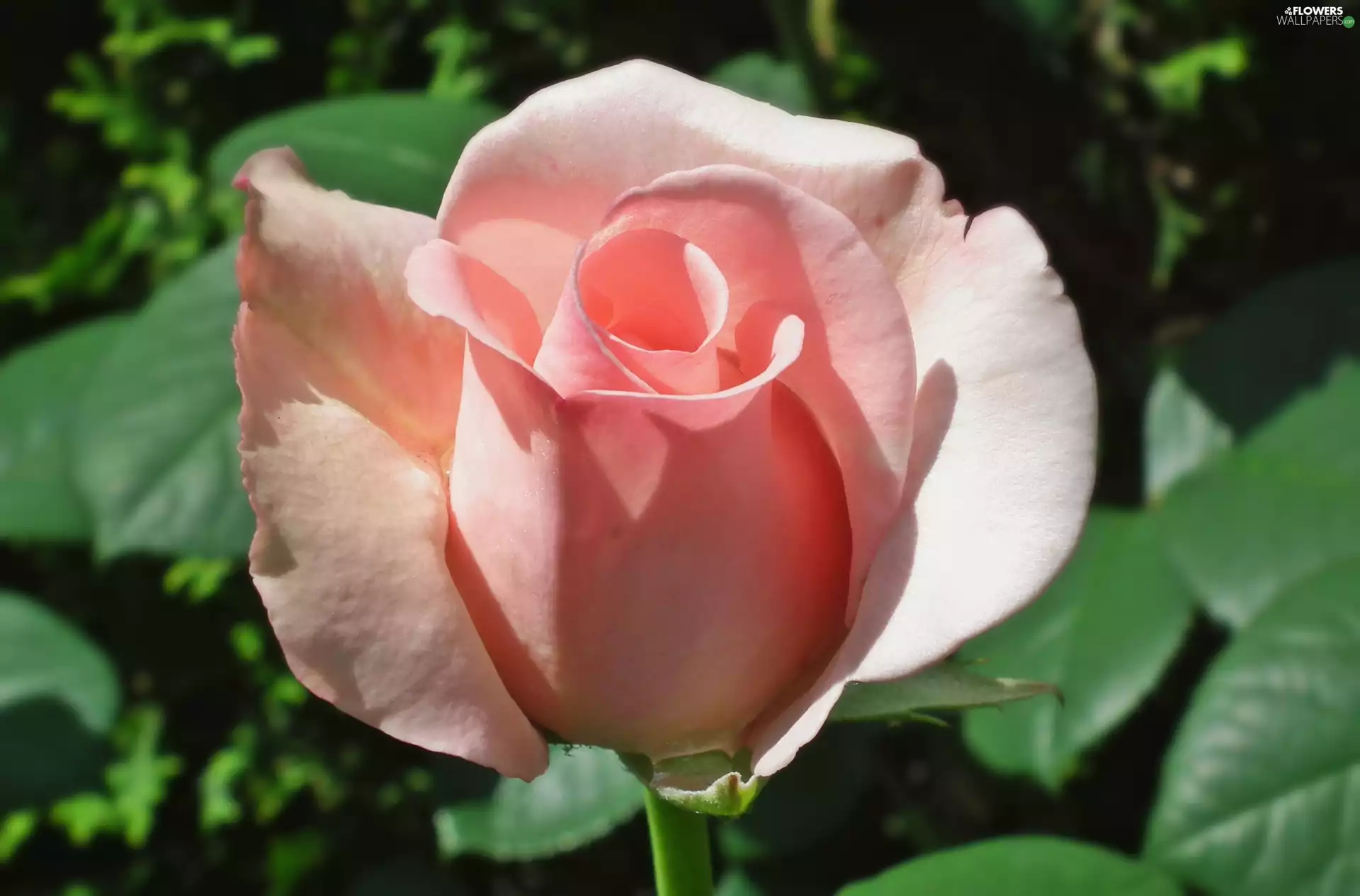 rose, nature, Colourfull Flowers