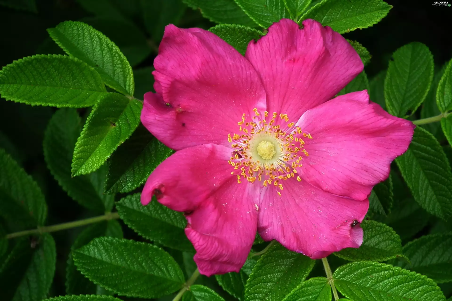 rose, nature, Colourfull Flowers