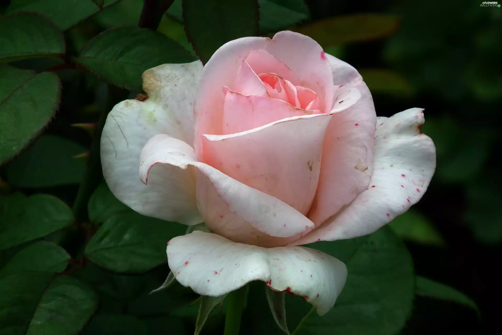 rose, nature, Colourfull Flowers