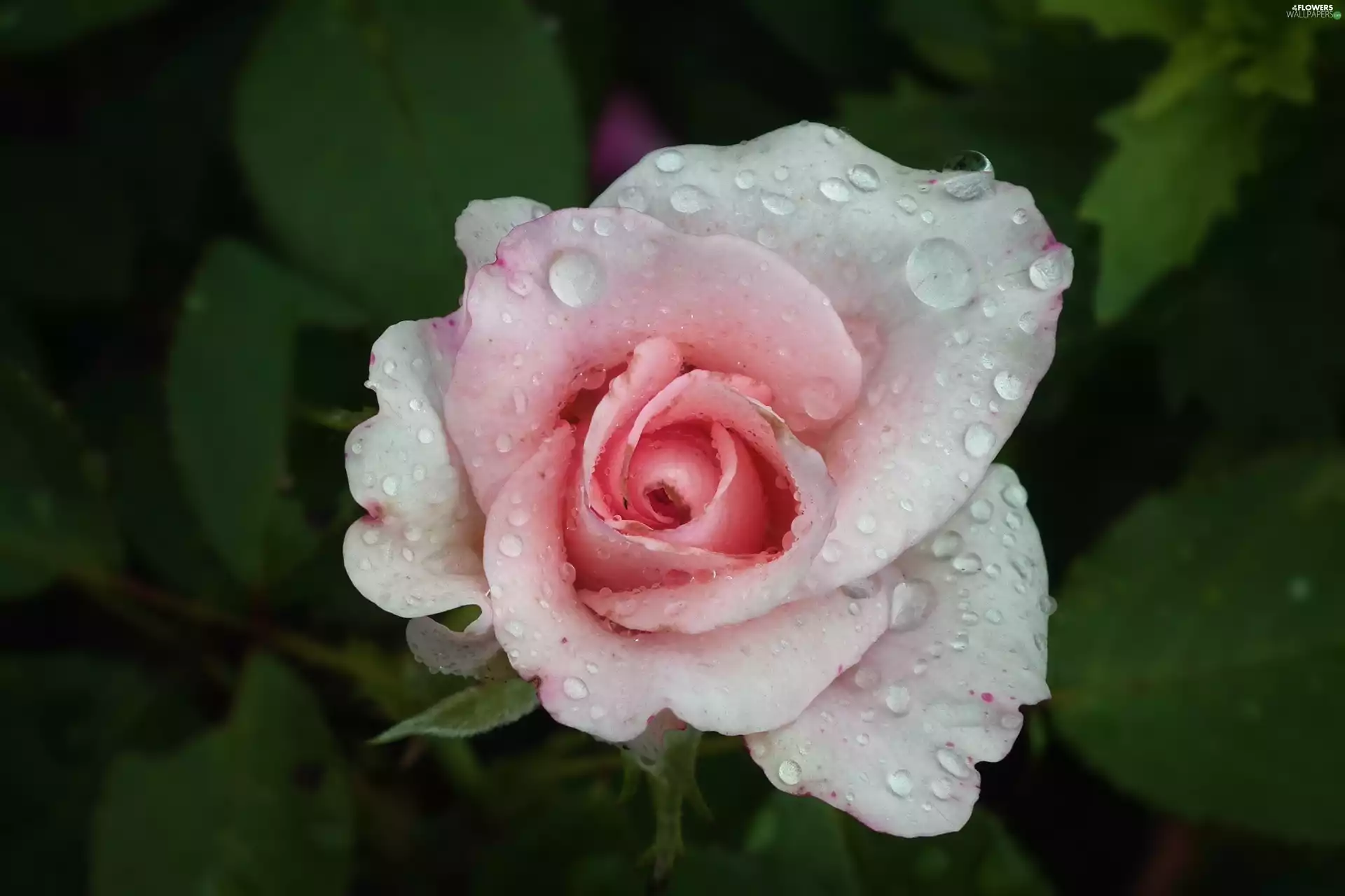 rose, nature, Colourfull Flowers
