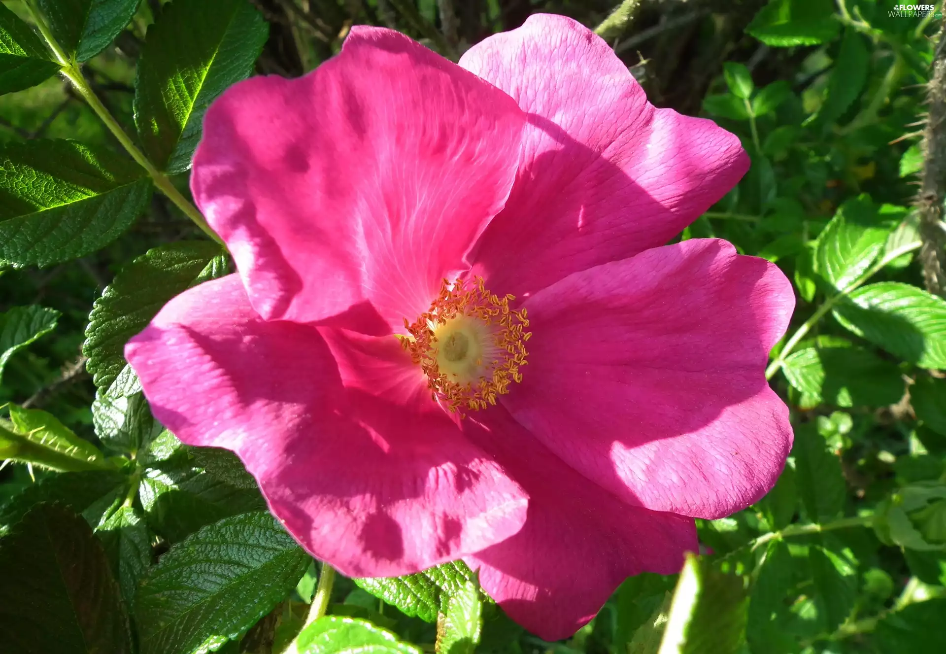 rose, nature, Colourfull Flowers