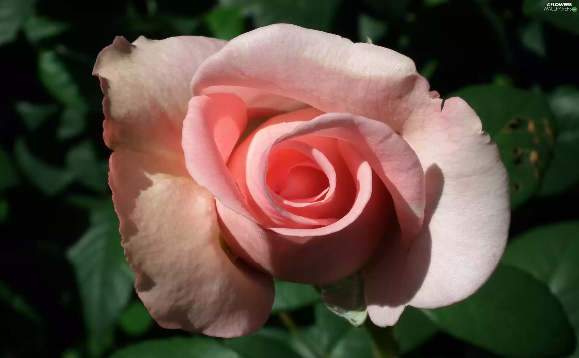 rose, nature, Colourfull Flowers