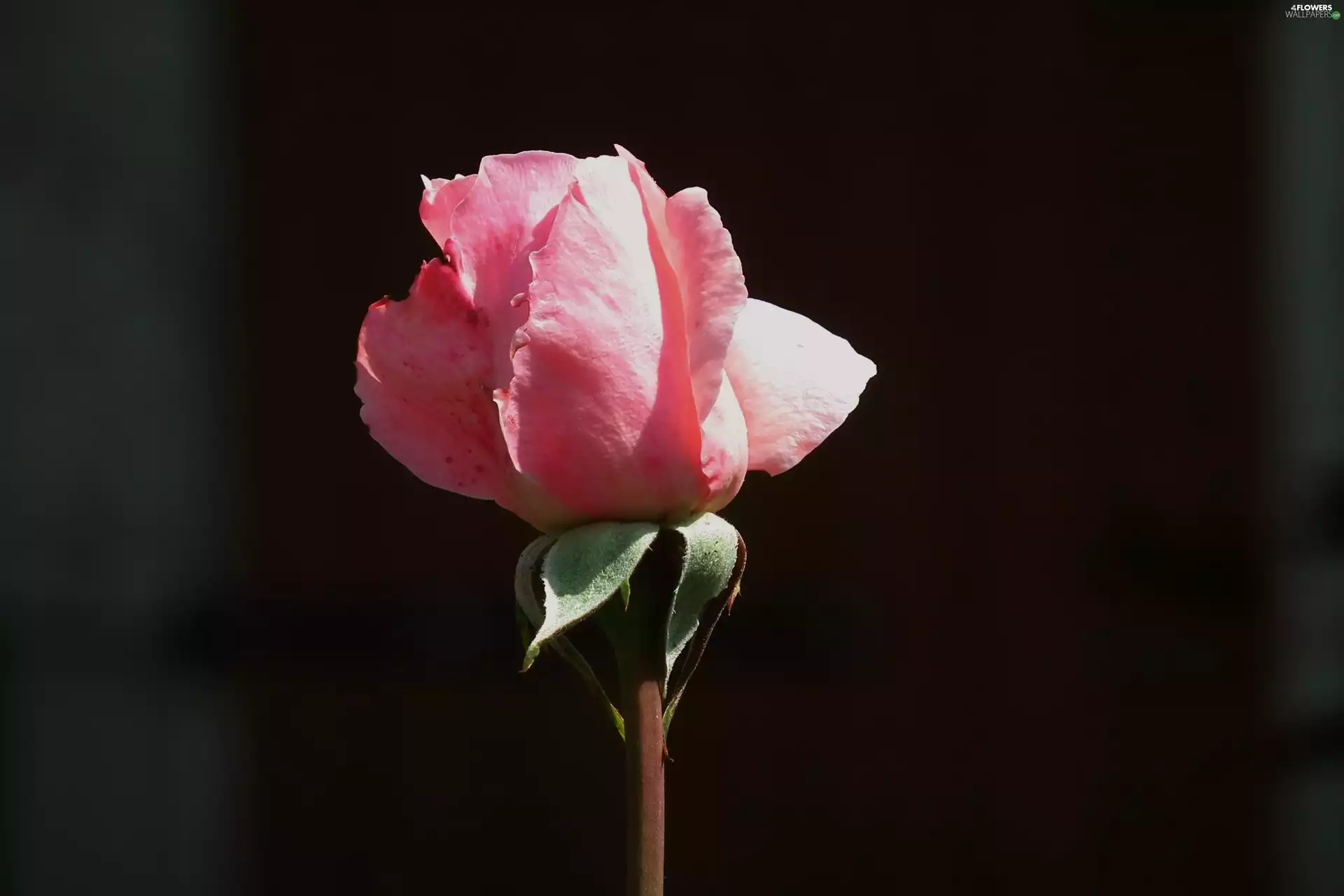 rose, nature, Colourfull Flowers
