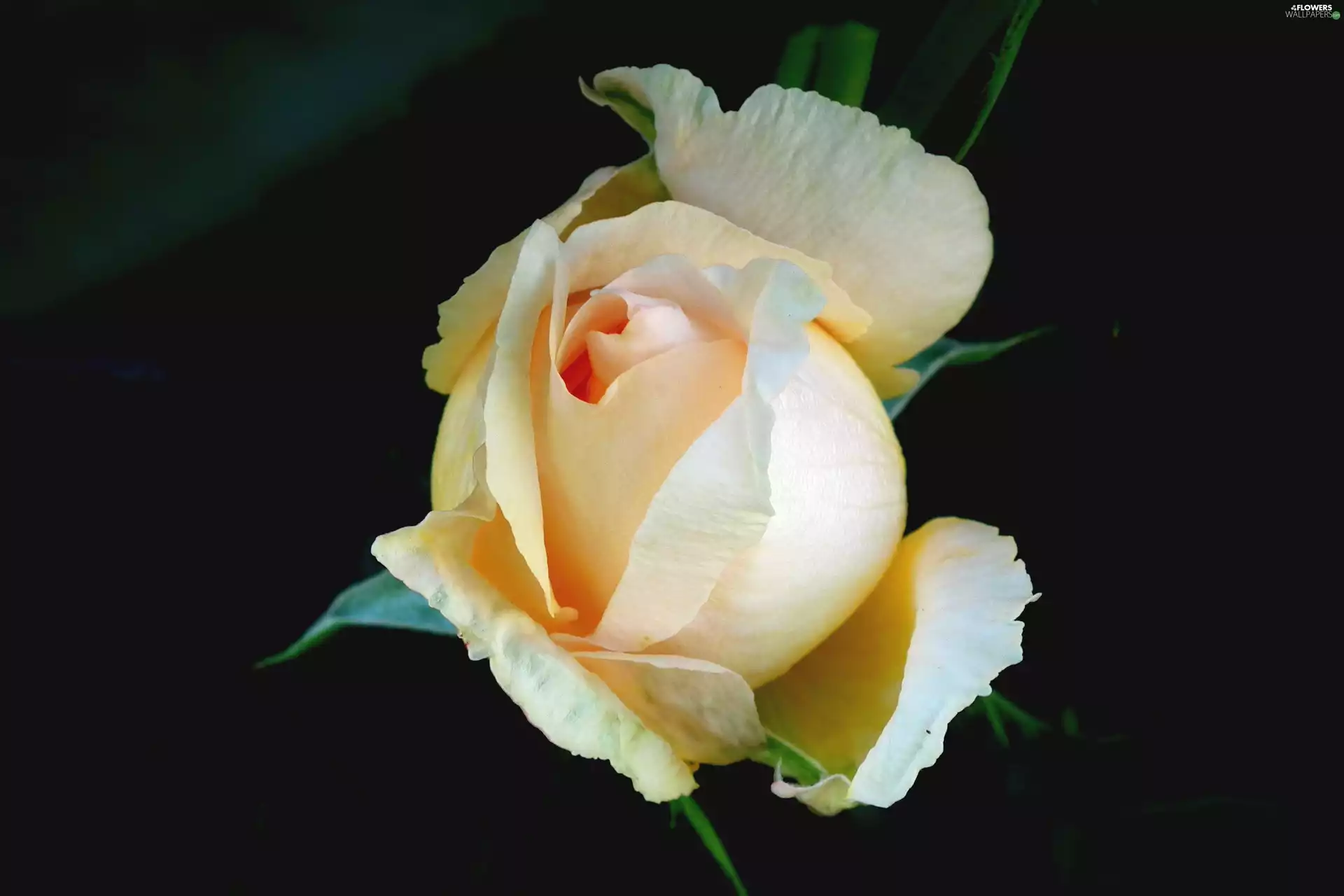 rose, nature, Colourfull Flowers