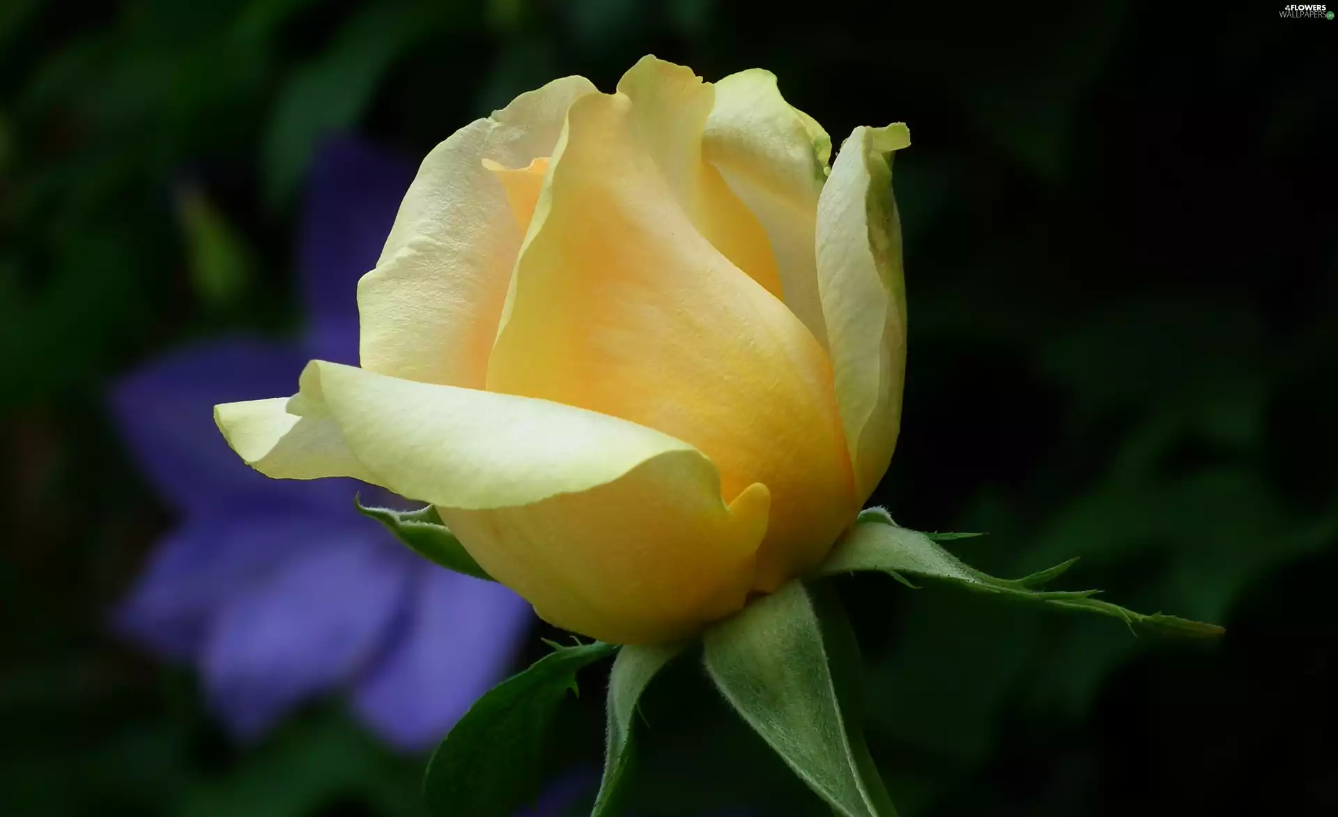 rose, nature, Colourfull Flowers