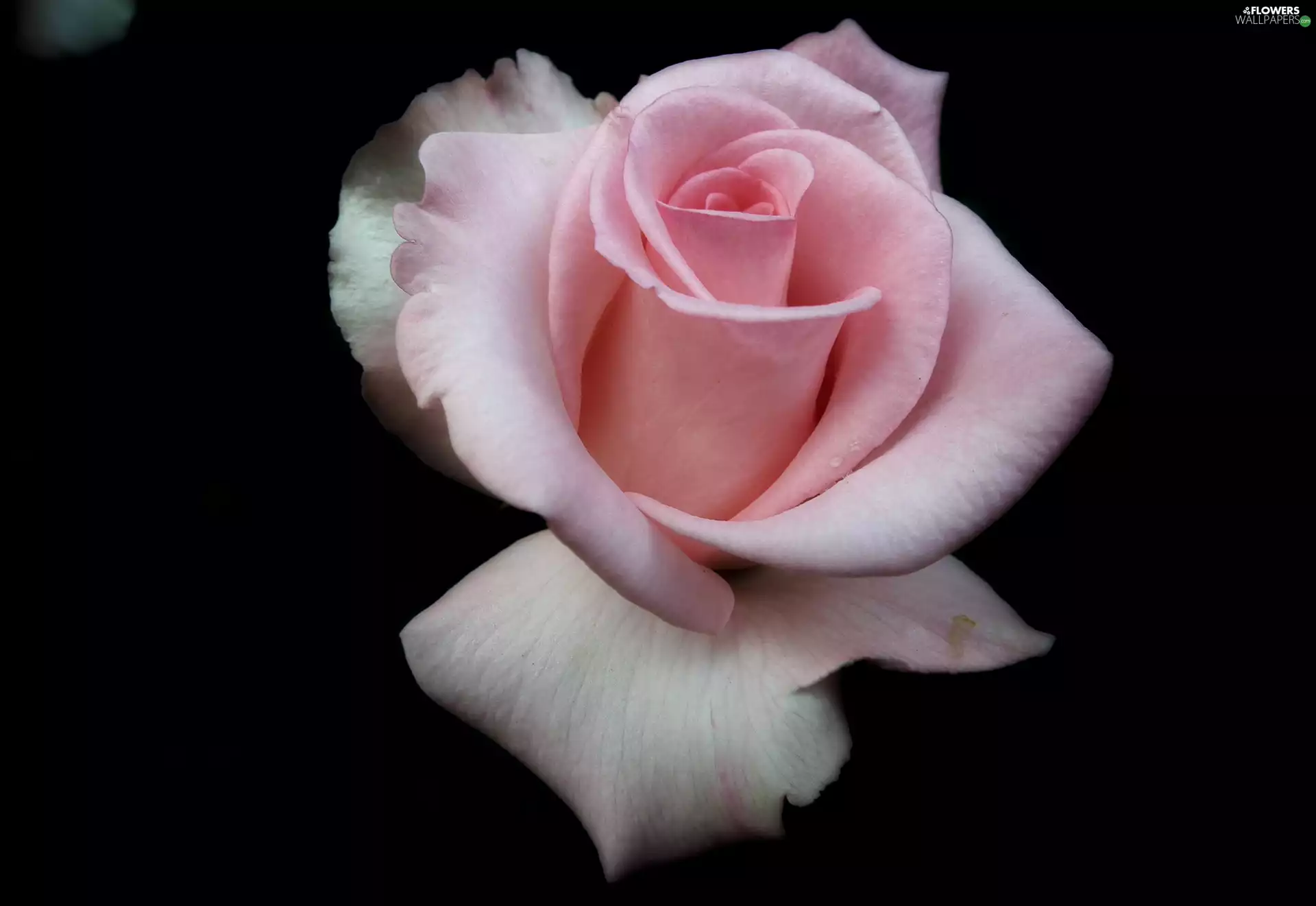 rose, nature, Colourfull Flowers