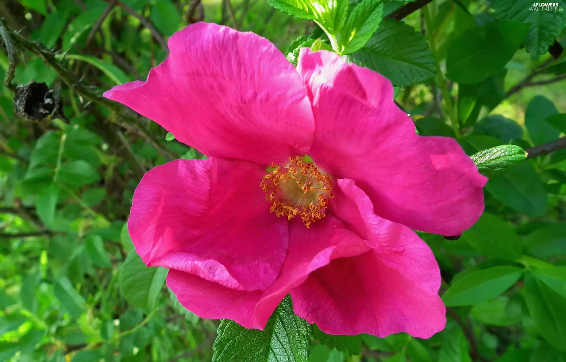rose, nature, Colourfull Flowers