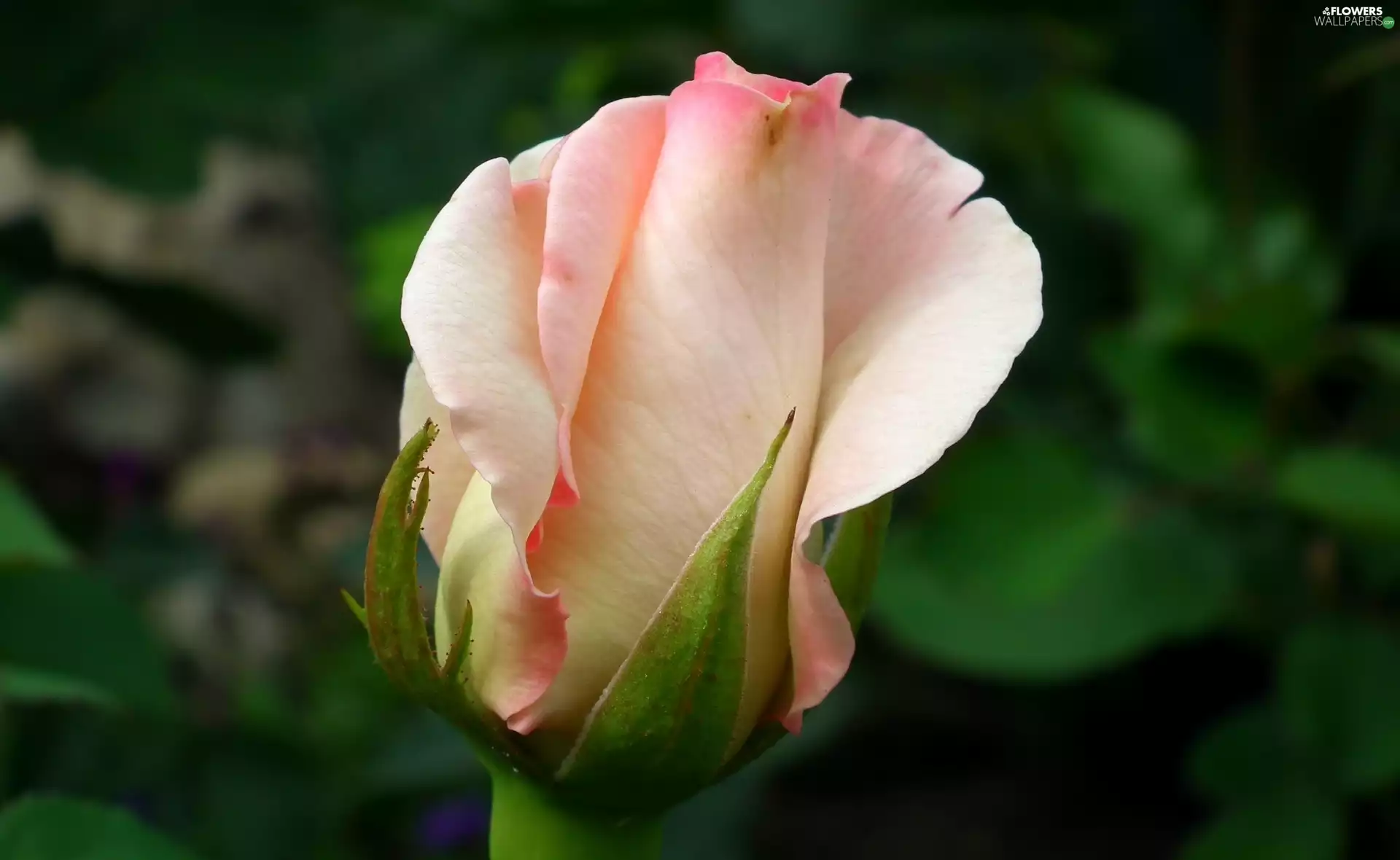 rose, nature, Colourfull Flowers