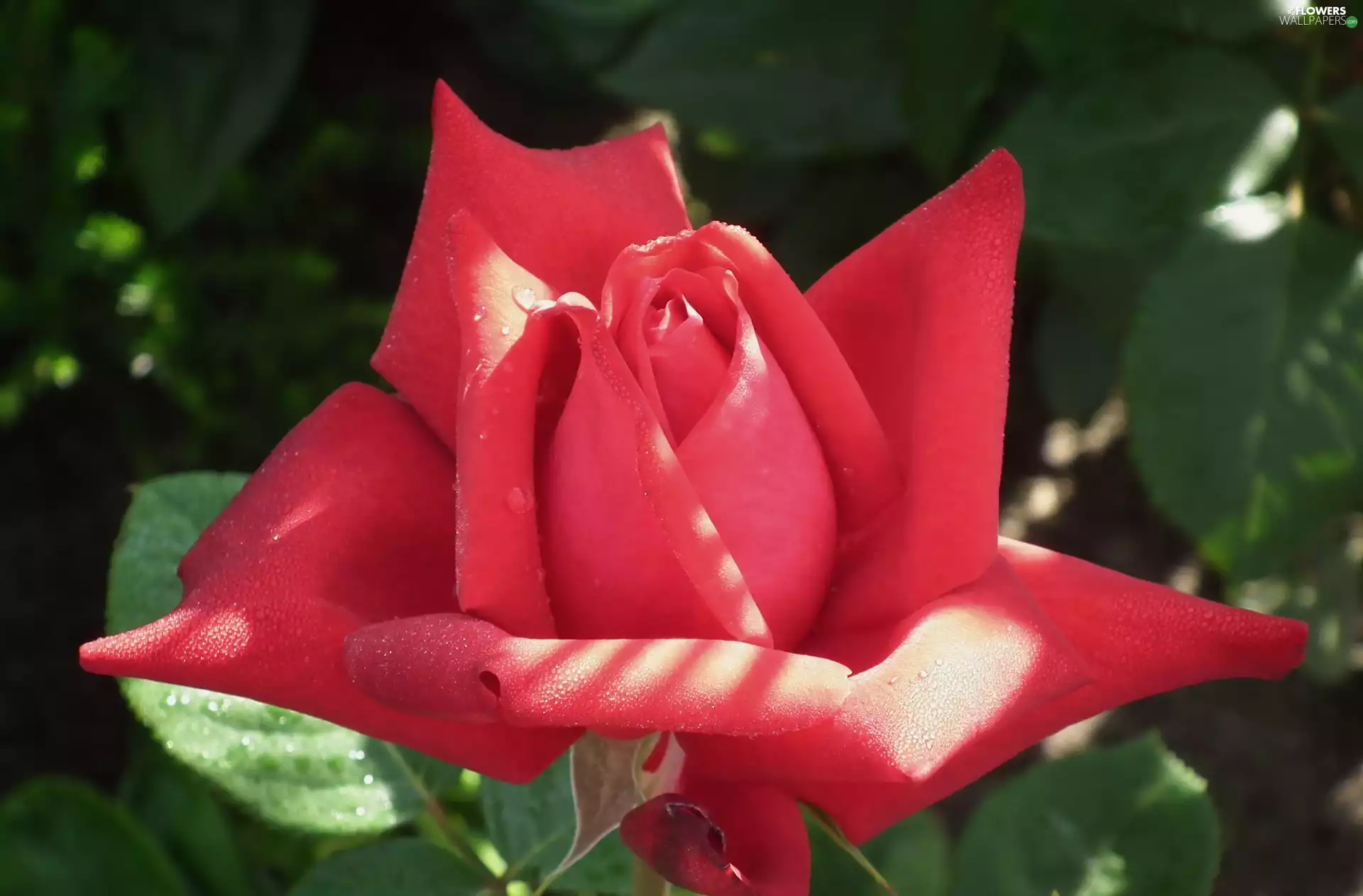 rose, nature, Colourfull Flowers