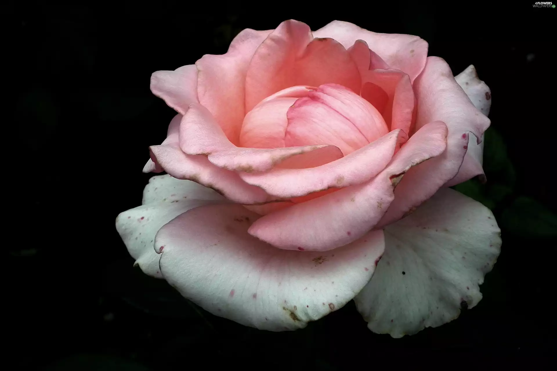 rose, nature, Colourfull Flowers