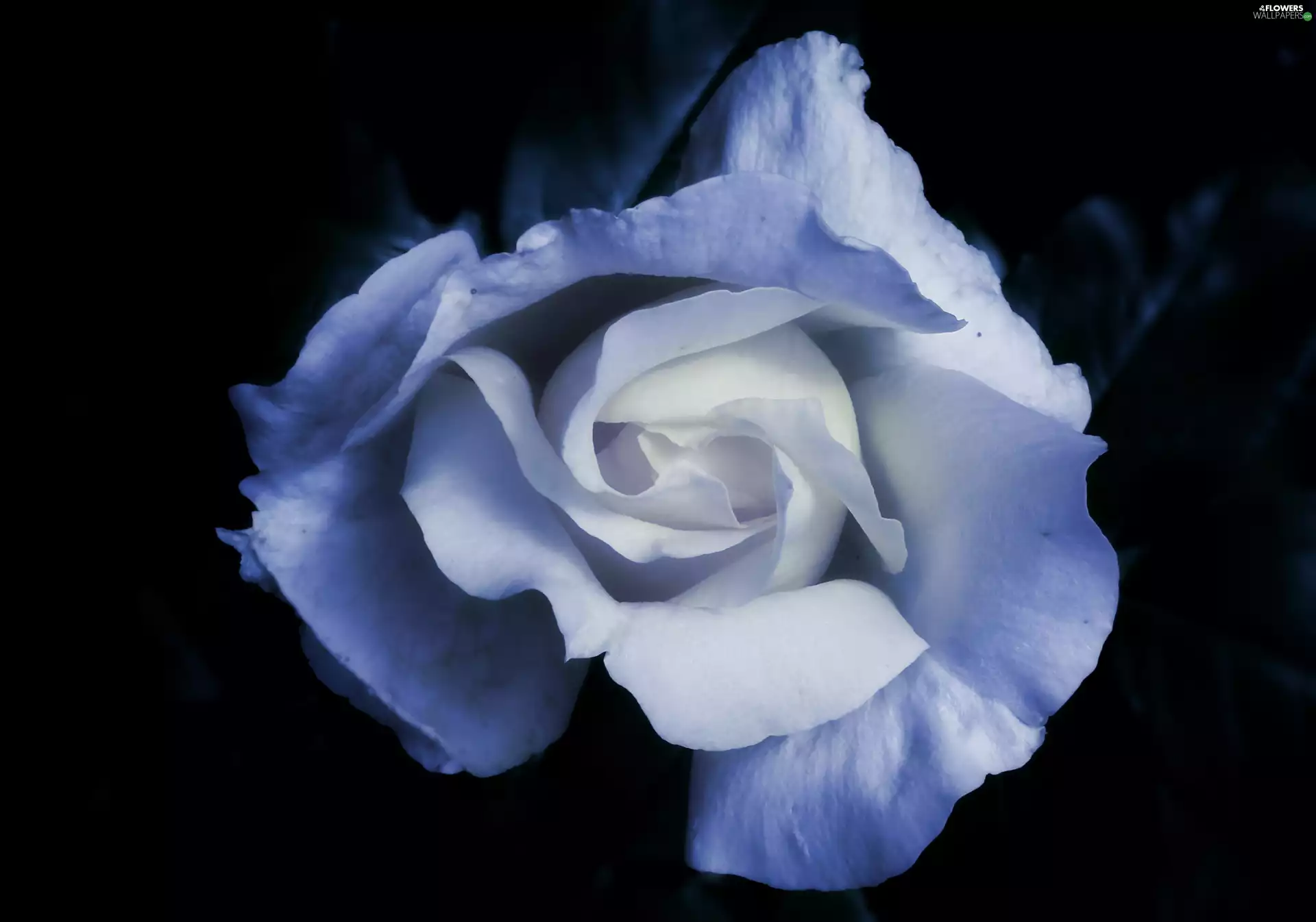 rose, nature, Colourfull Flowers