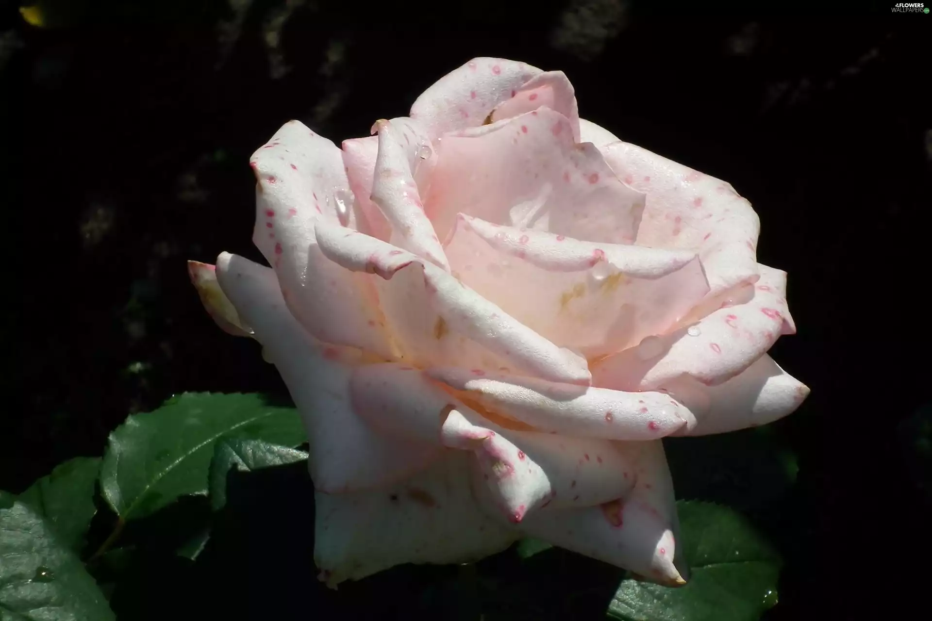 rose, nature, Colourfull Flowers