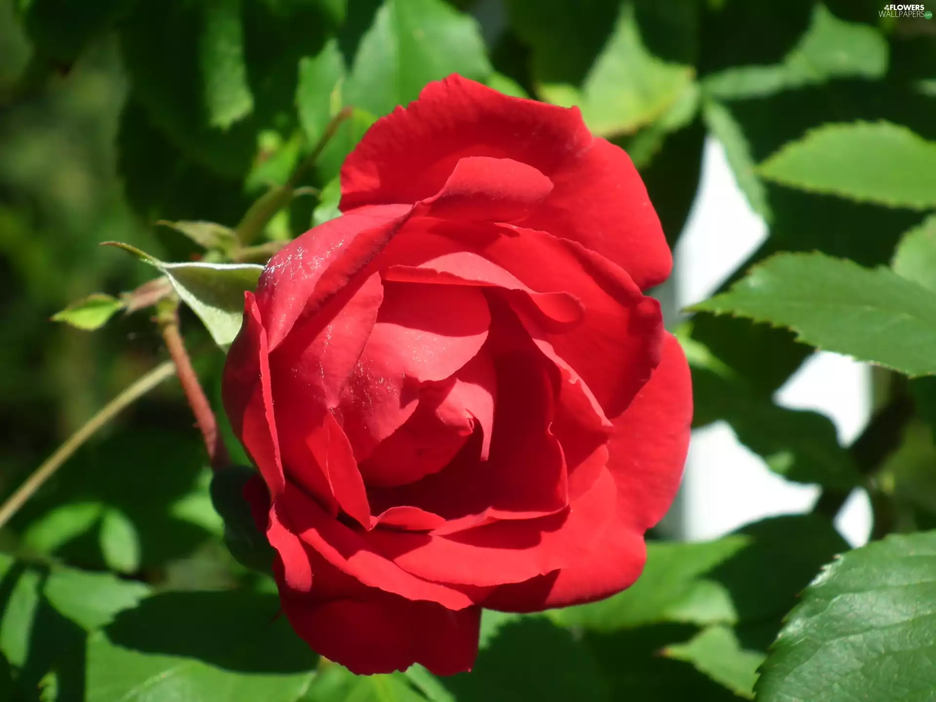 rose, nature, Colourfull Flowers