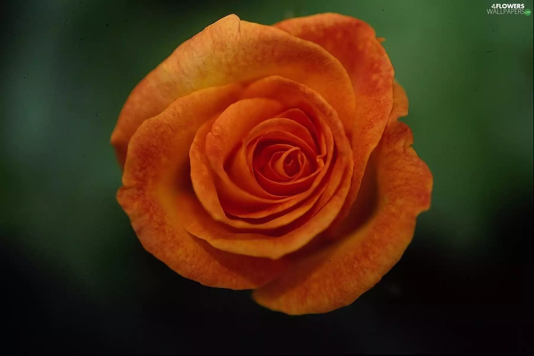 rose, Orange, Colourfull Flowers