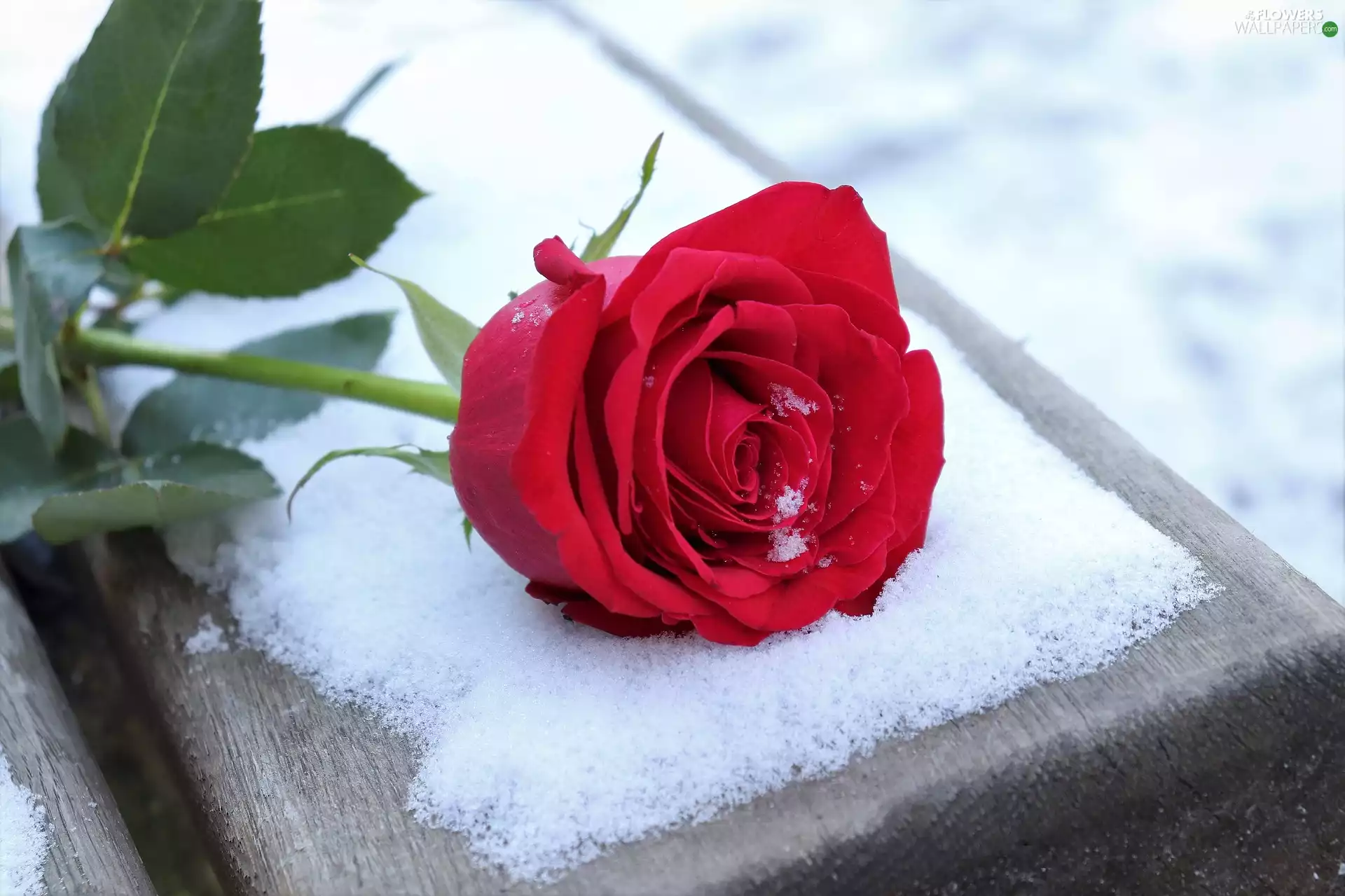 red hot, Colourfull Flowers, snow, rose
