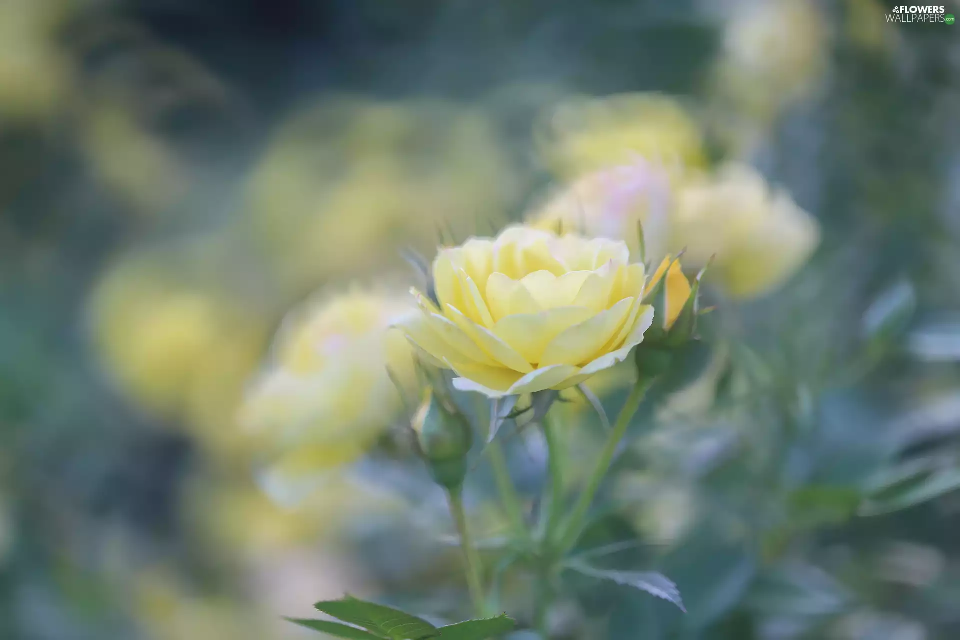 Yellow Honda, Colourfull Flowers, Buds, rose