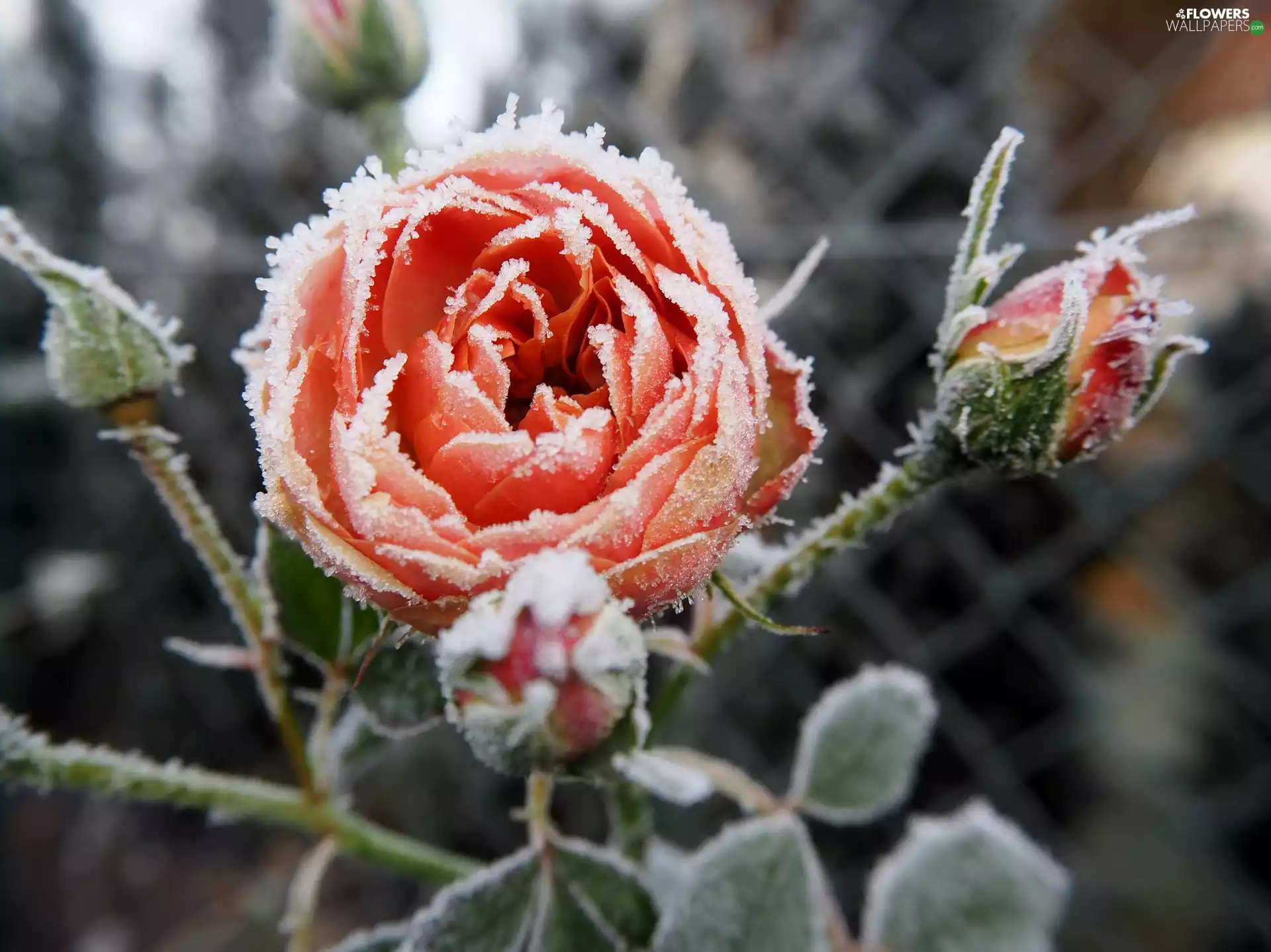 Colourfull Flowers, rose, Buds, frosted
