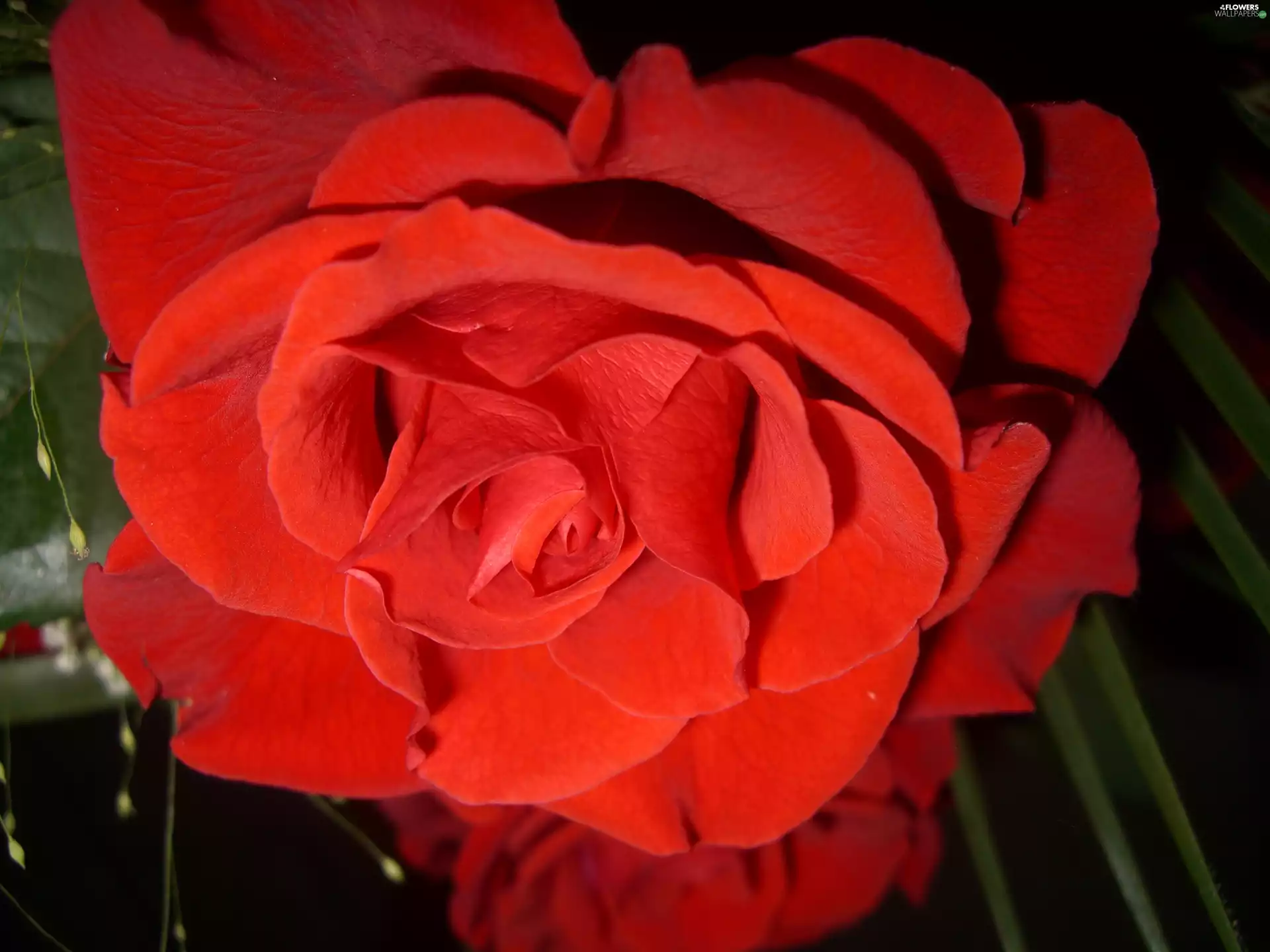 Colourfull Flowers, rose, red hot