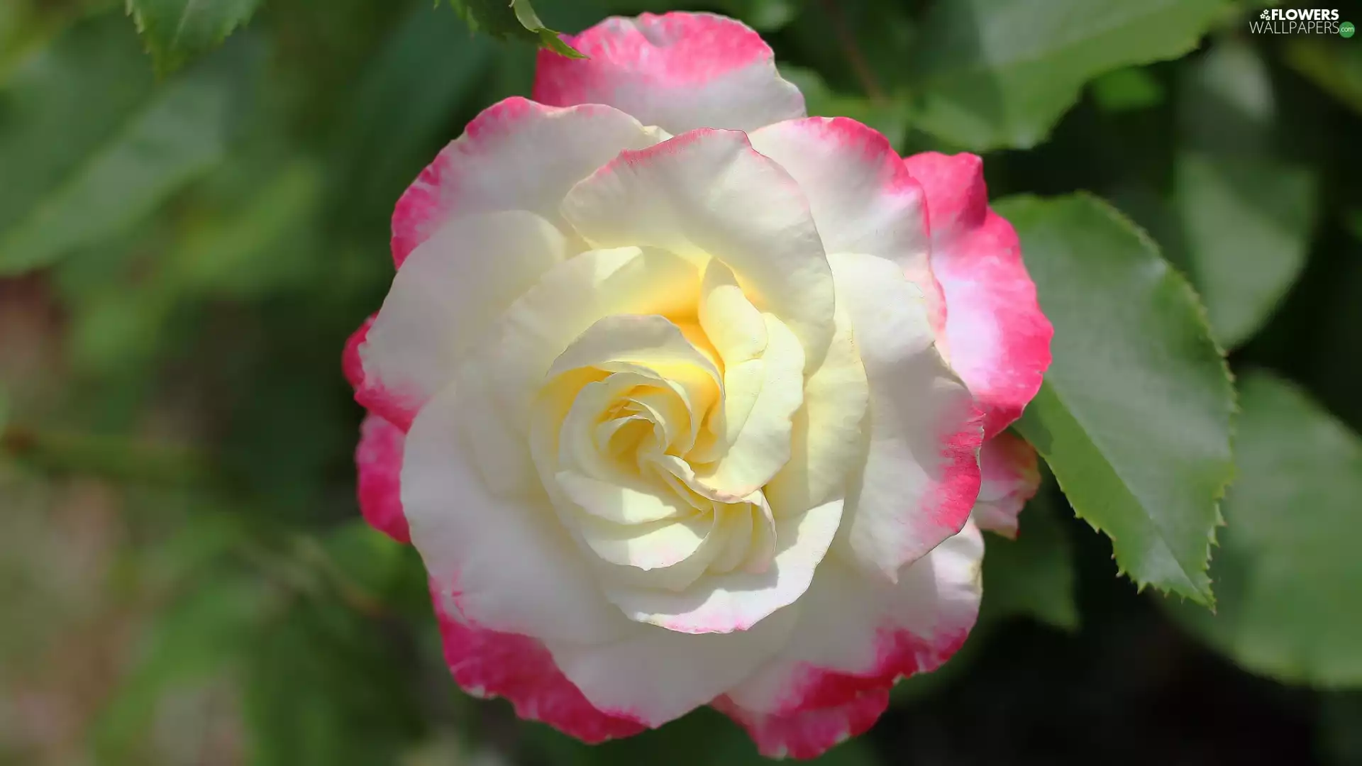 blur, Leaf, rose, White and Pink, Colourfull Flowers