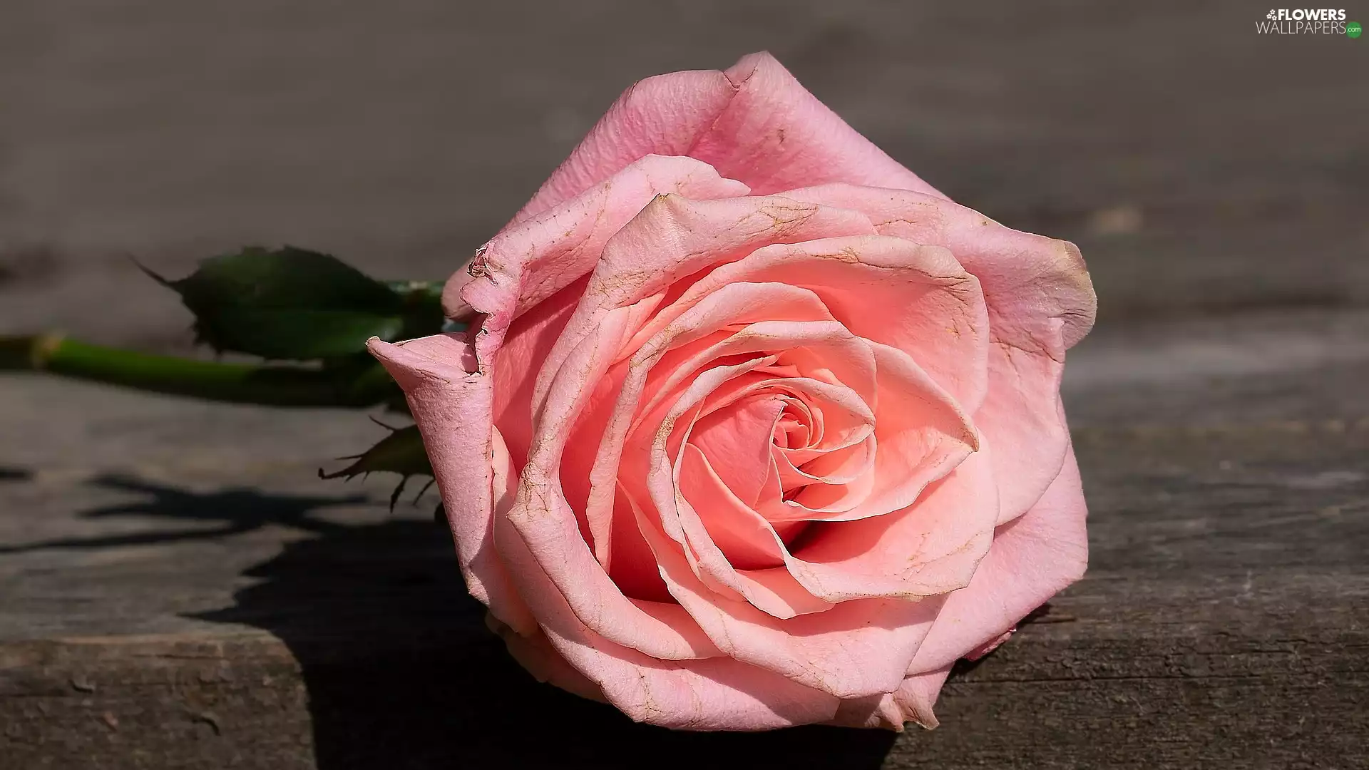 Colourfull Flowers, rose, board, Pink