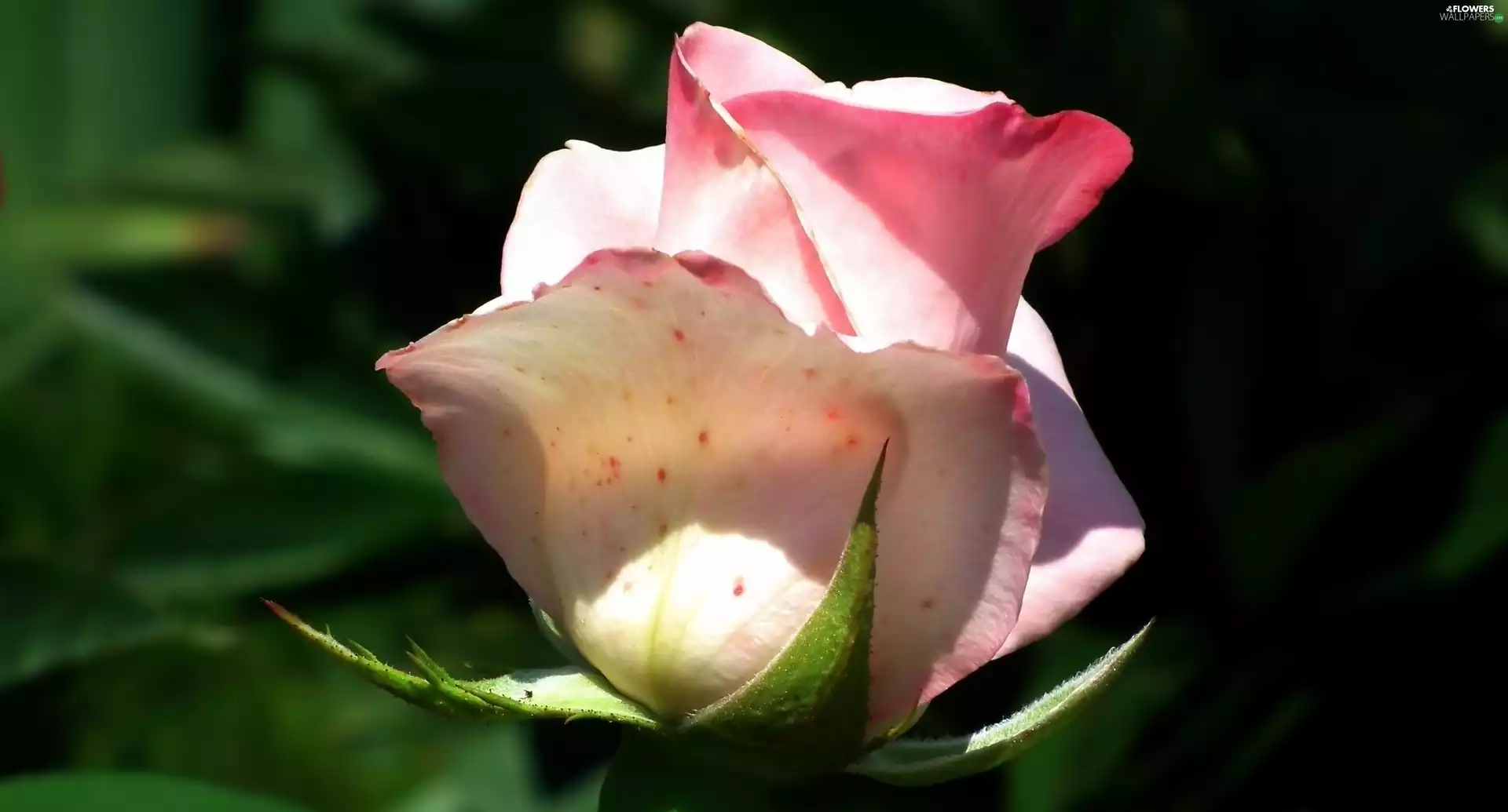 Colourfull Flowers, rose, bud, Pink