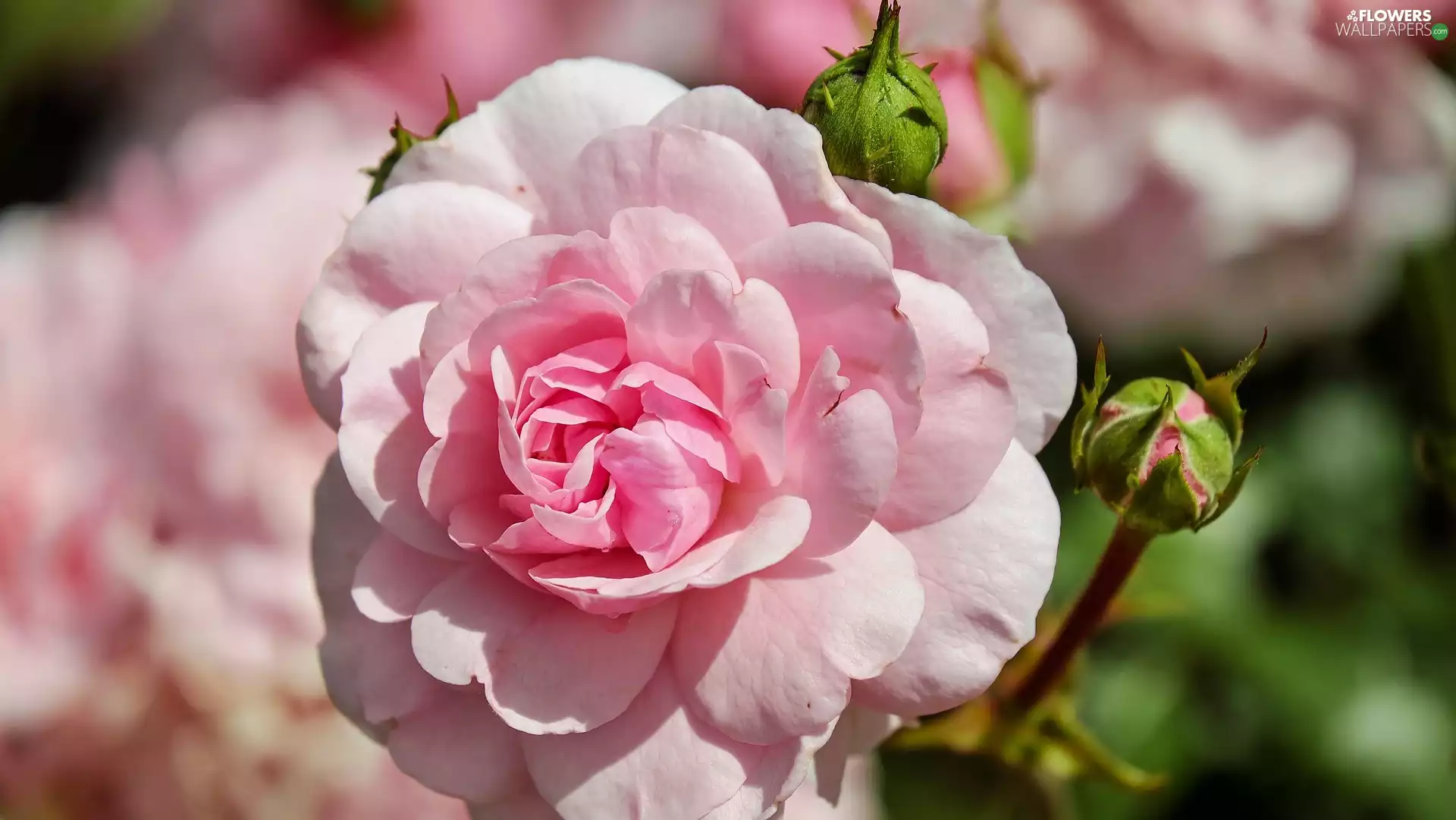 Colourfull Flowers, rose, Buds, Pink