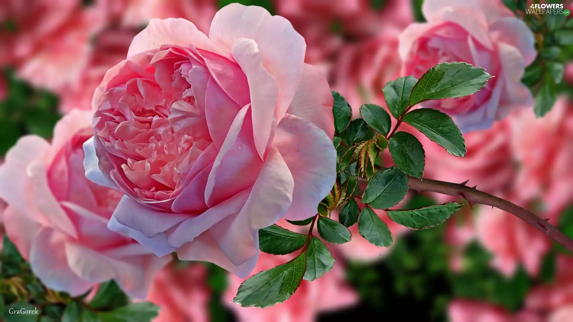 Colourfull Flowers, rose, graphics, Pink