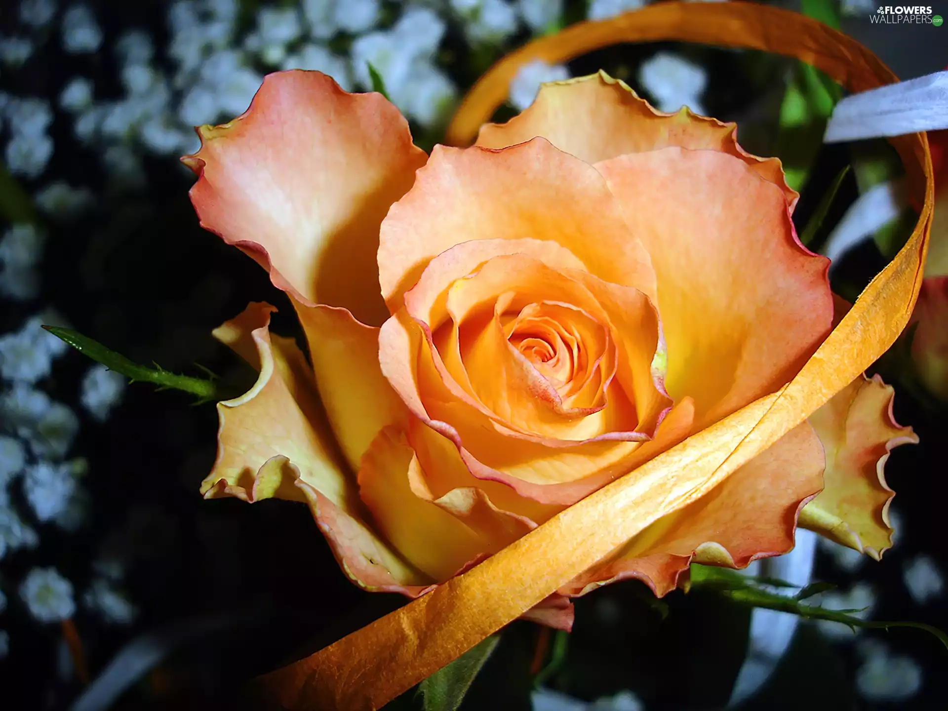 Colourfull Flowers, rose, ribbon, tea