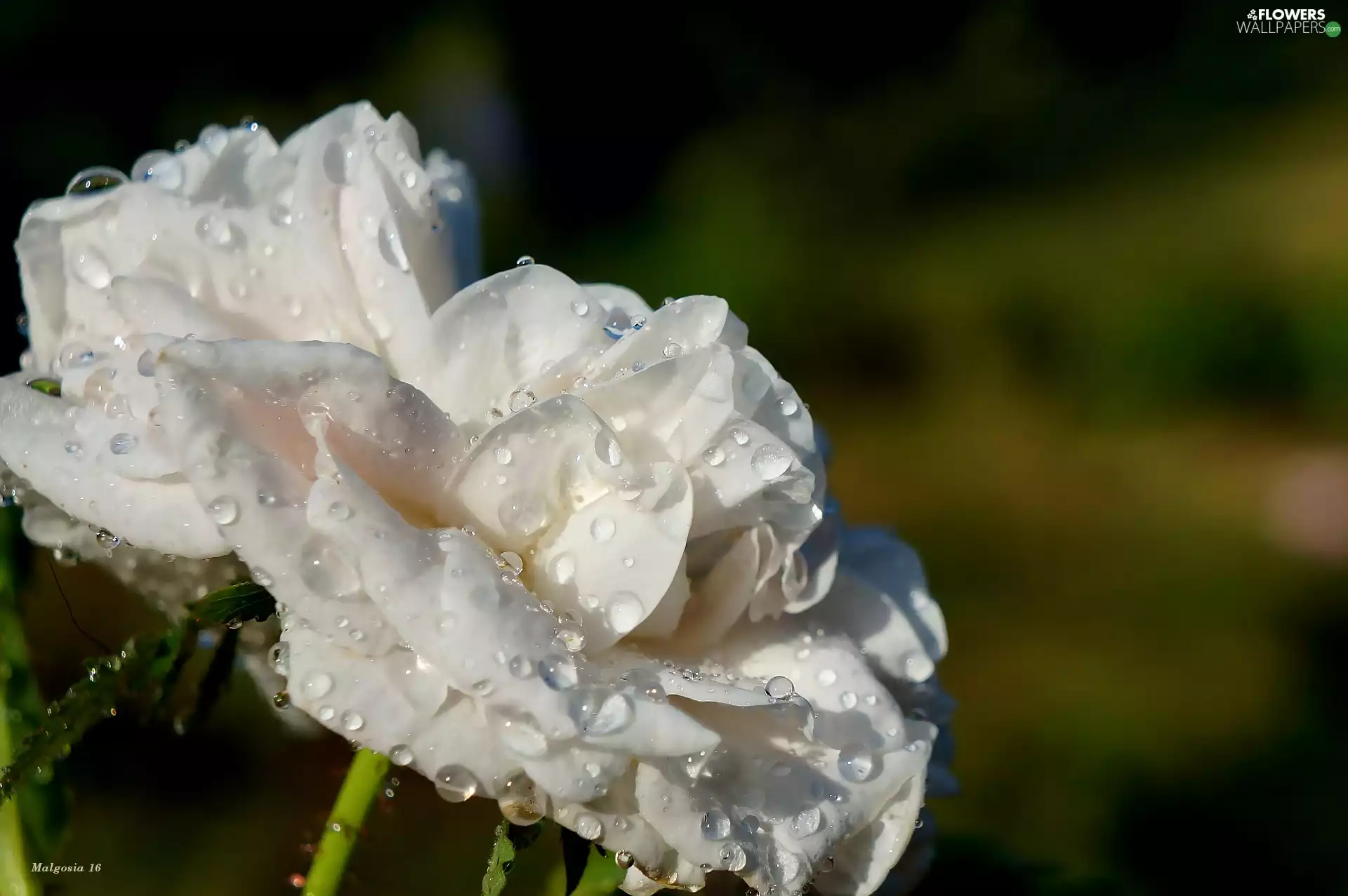 Colourfull Flowers, rose, drops, White
