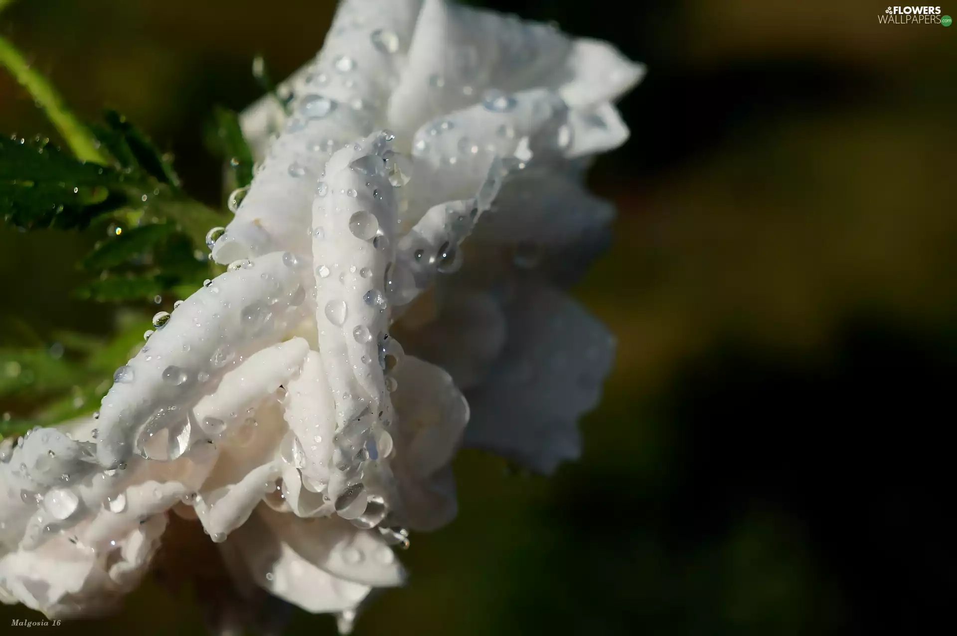 Colourfull Flowers, rose, drops, White