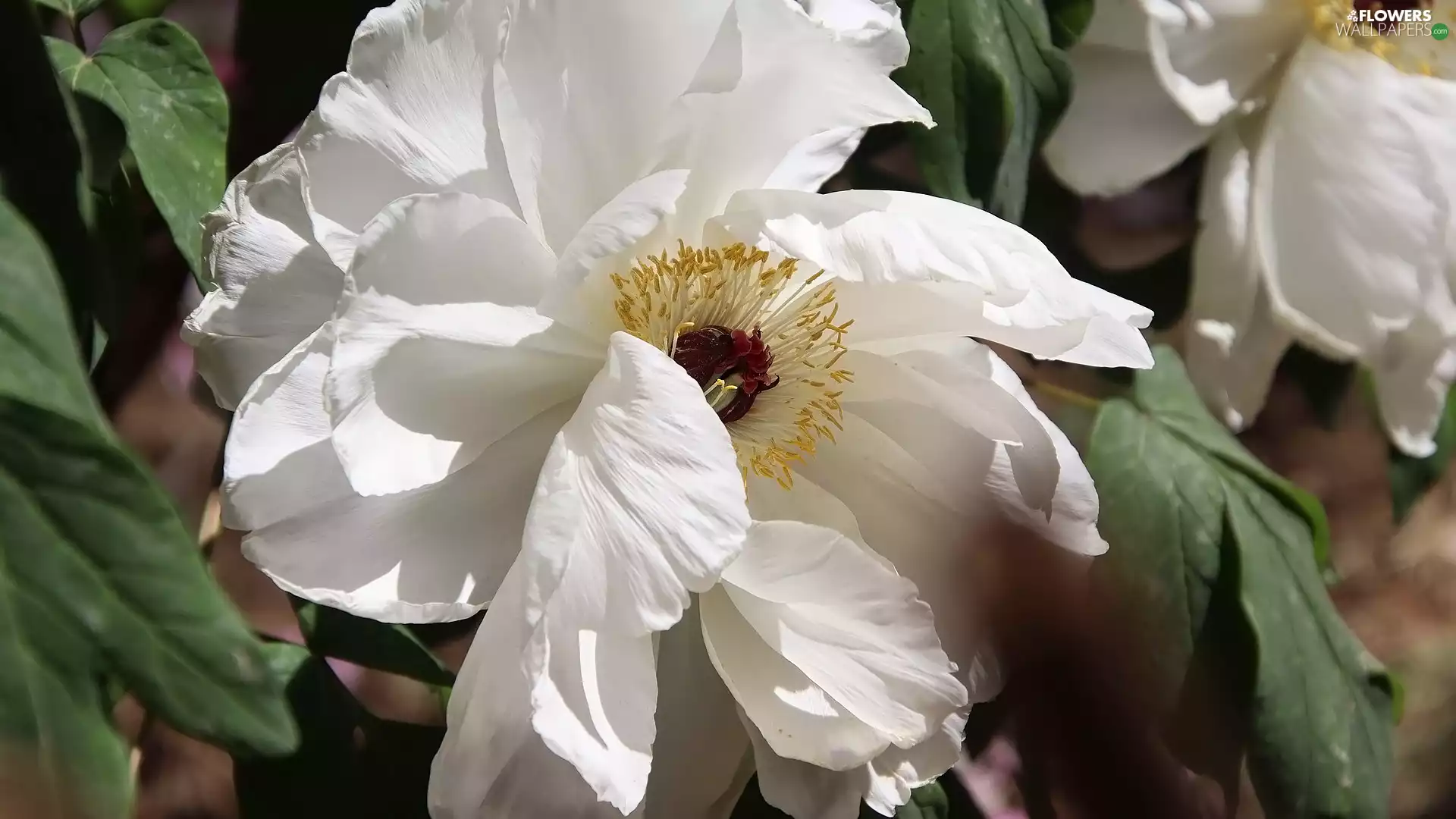 Colourfull Flowers, rose, leaves, White