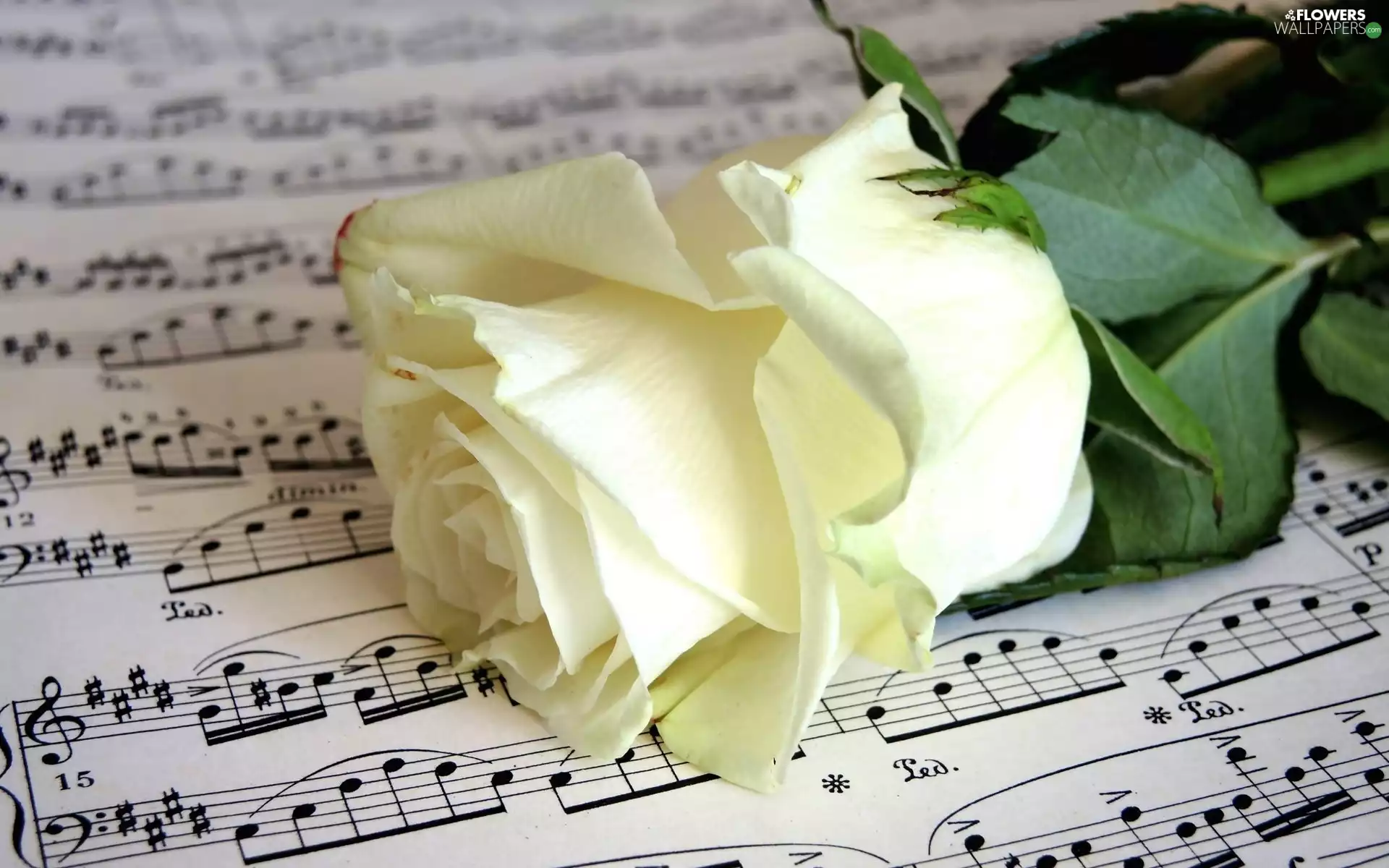 Colourfull Flowers, rose, Tunes, White