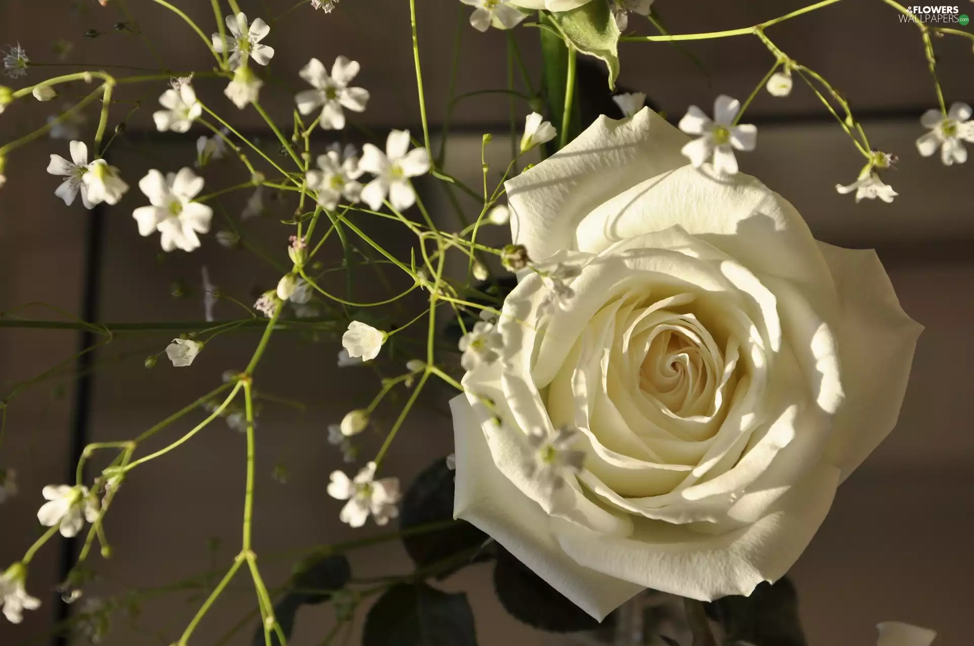 Flowers, White, rose