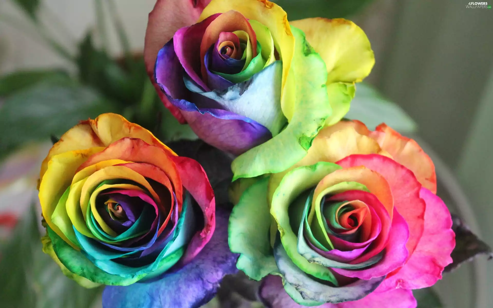 Flowers, color, roses