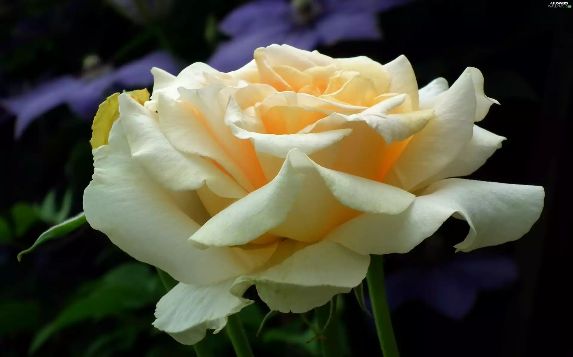 roses, nature, Colourfull Flowers