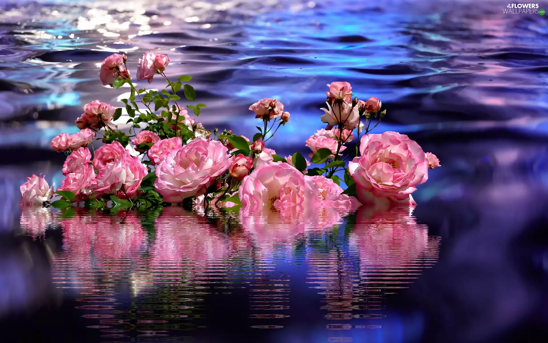 reflection, 2D Graphics, Flowers, water, roses
