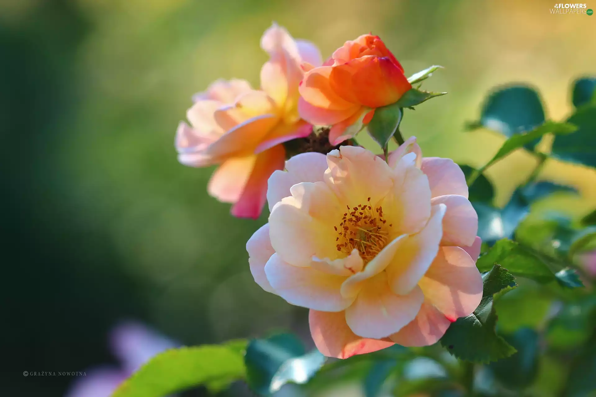 Flowers, Pink, roses