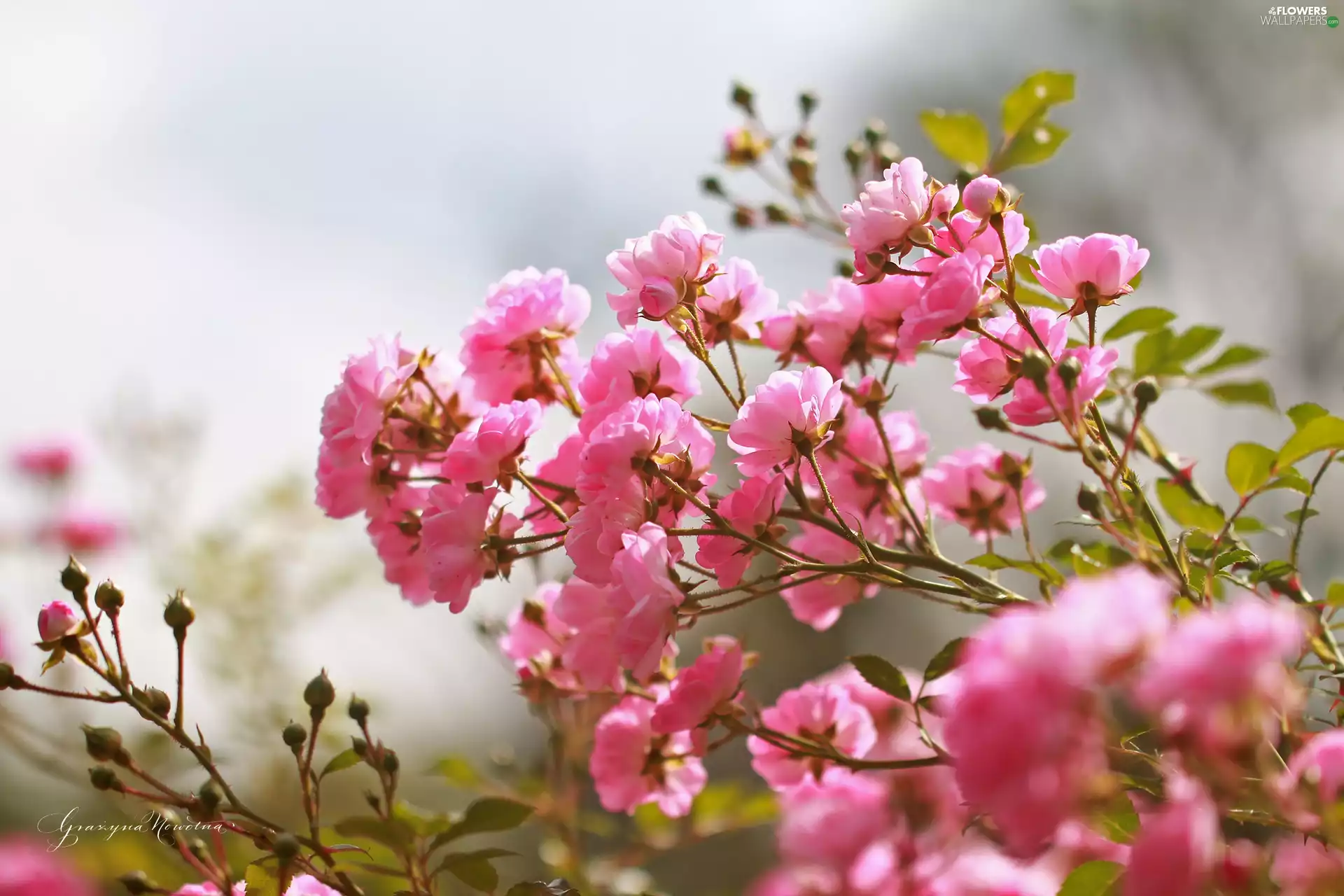 Flowers, Pink, roses