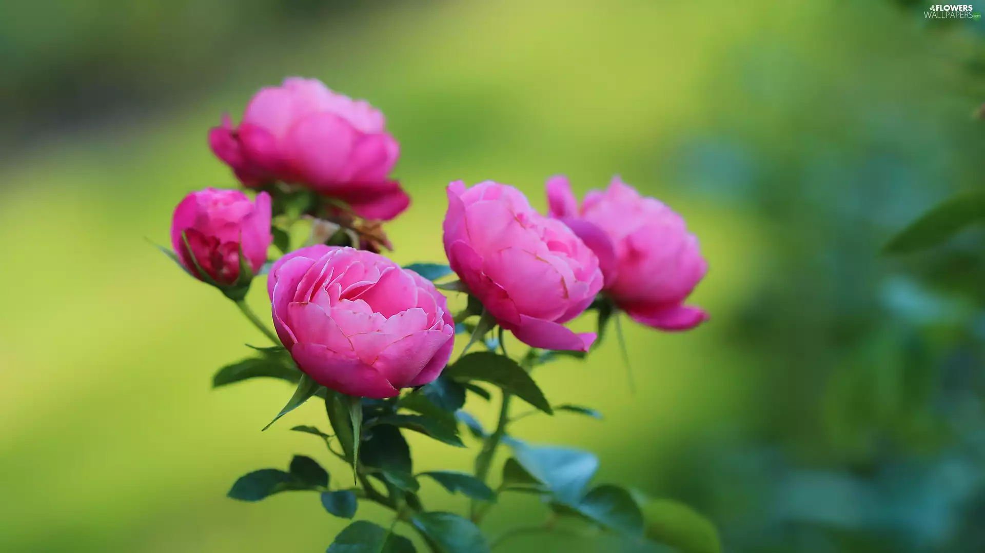 Flowers, Pink, roses