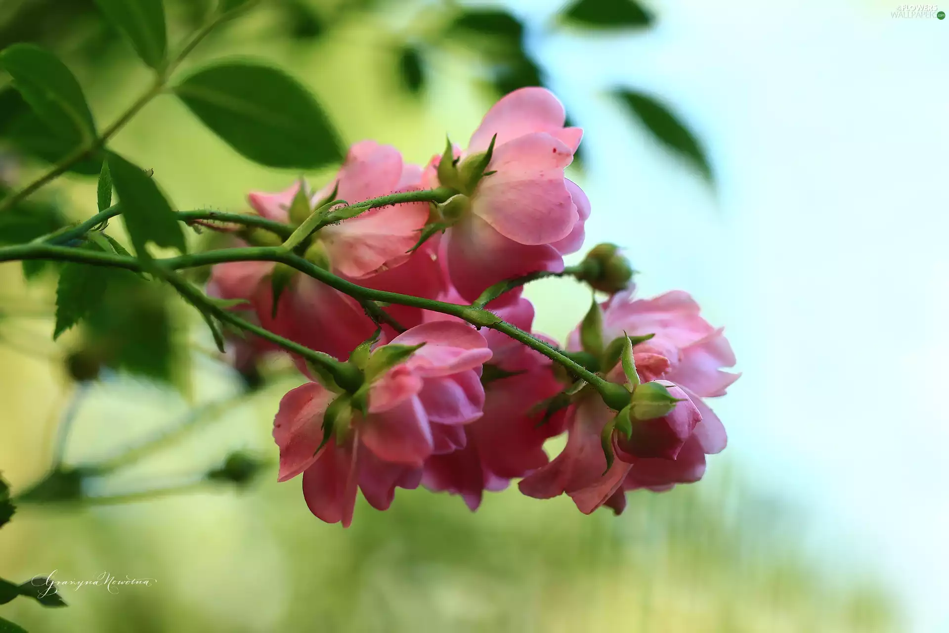Flowers, Pink, roses