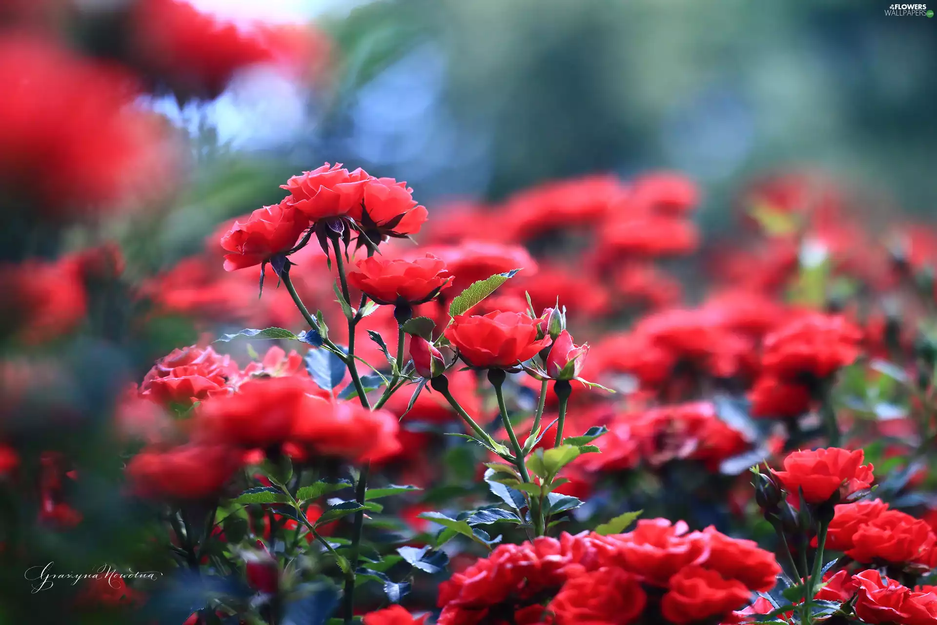 Flowers, Red, roses