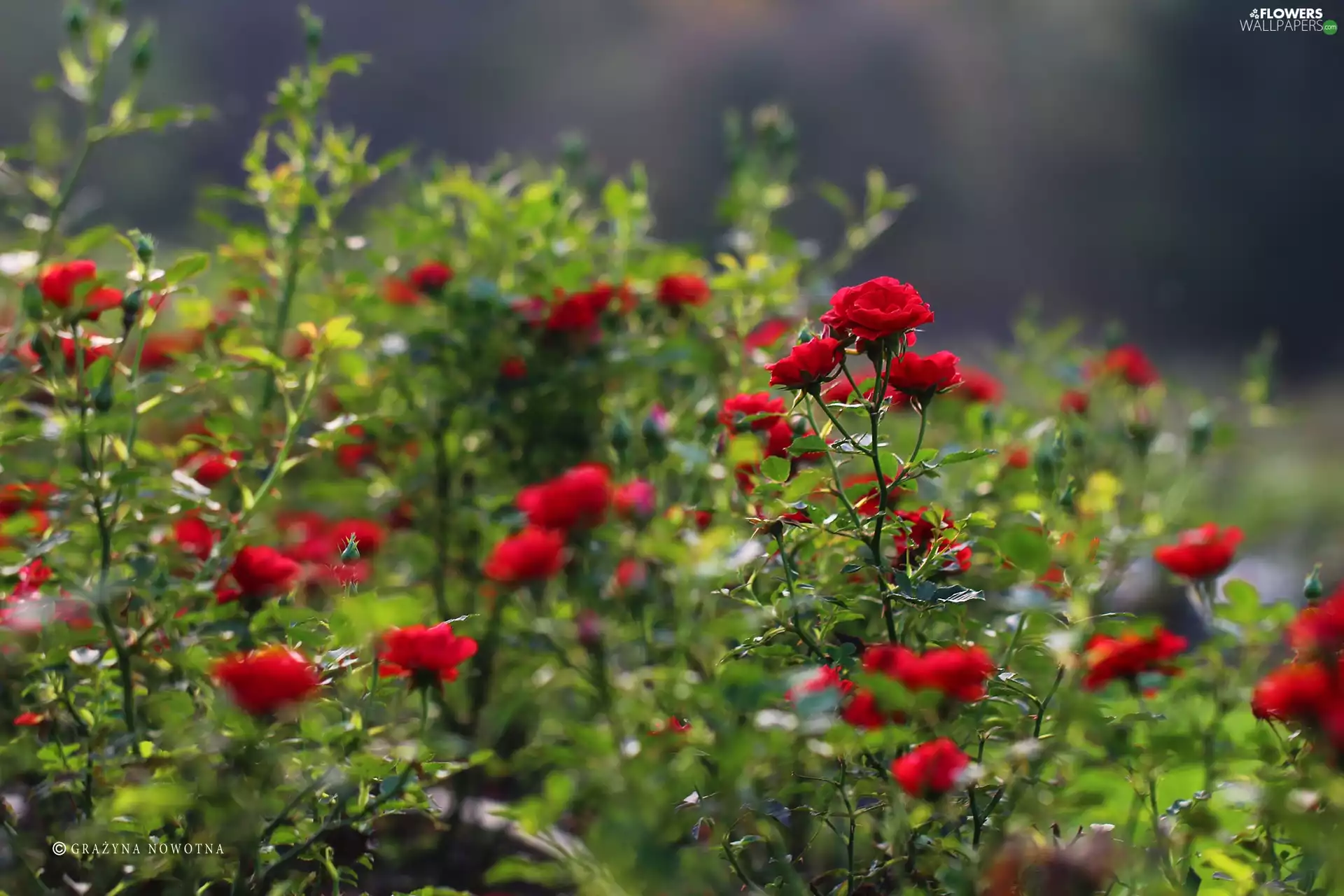 Flowers, Red, roses