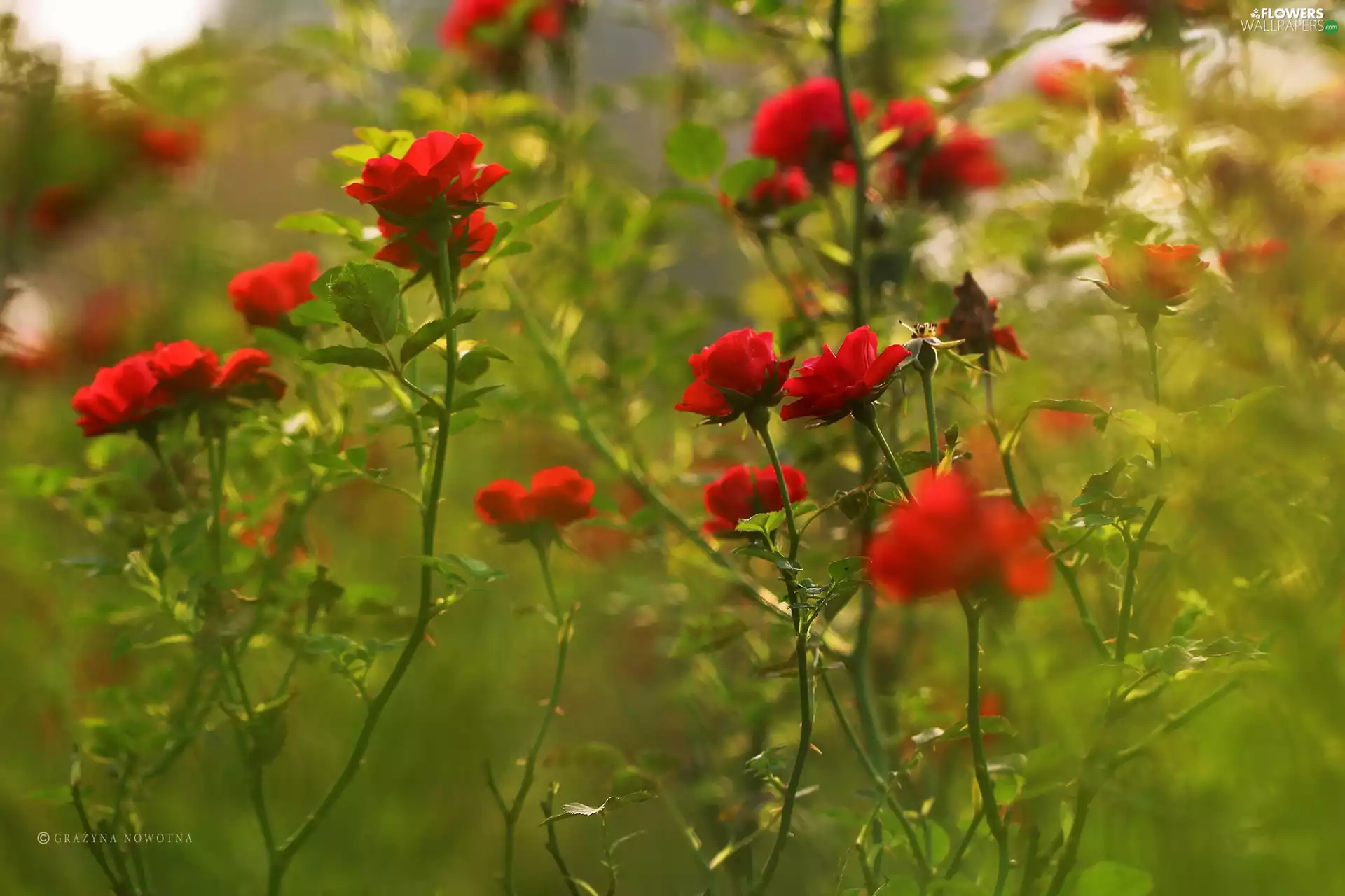 Flowers, Red, roses