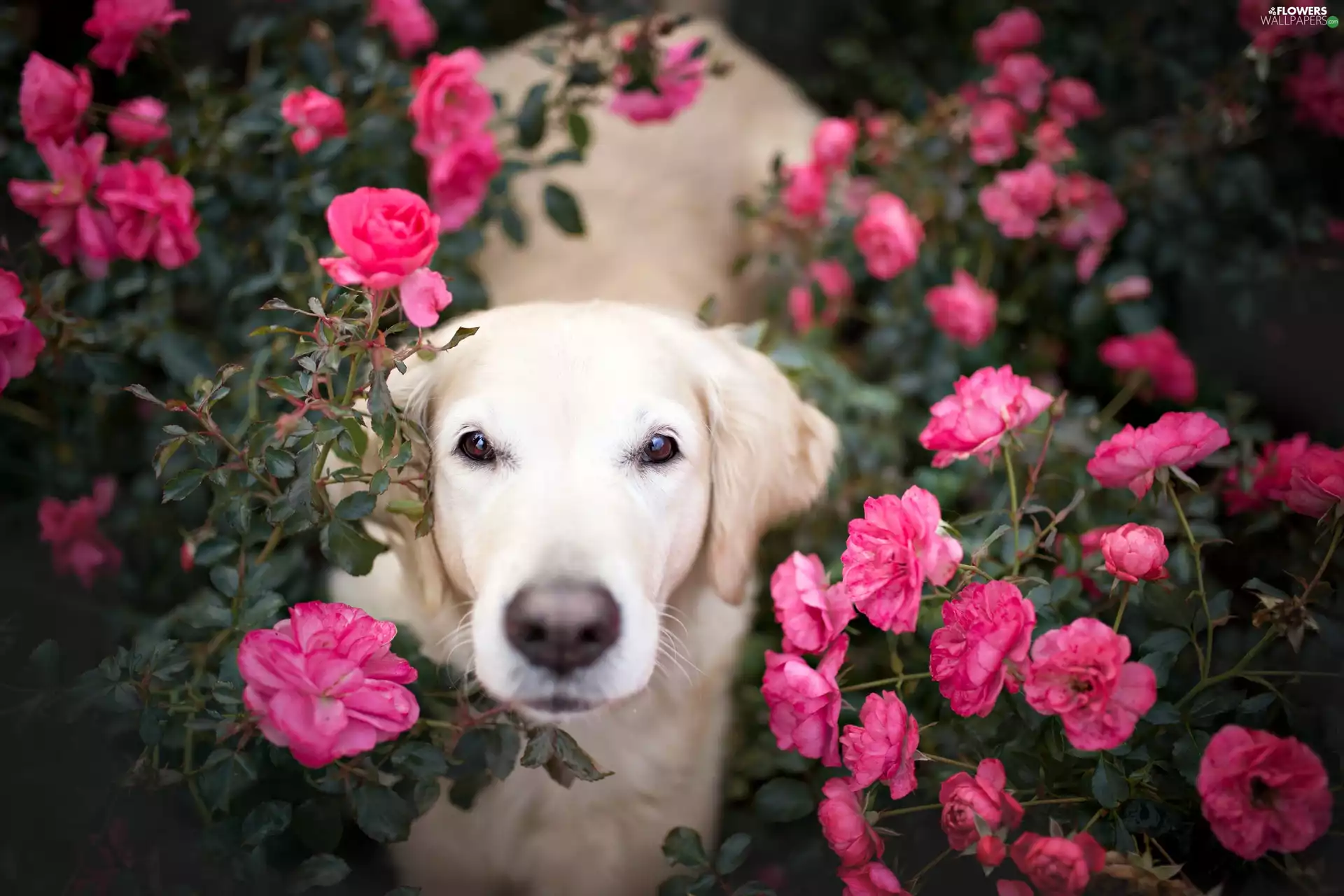 dog, Flowers, roses, Golden Retriever