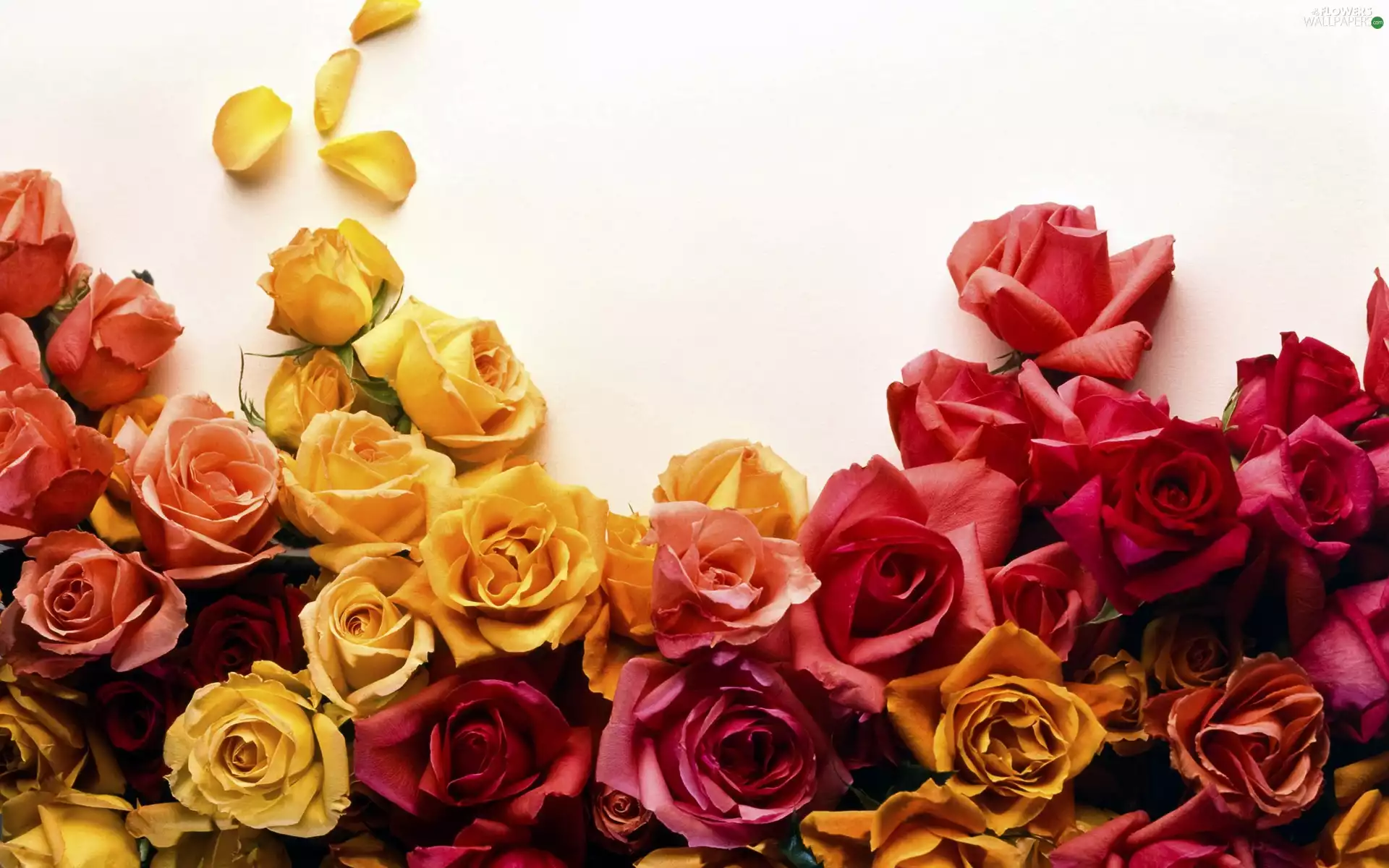 Flowers, rose, roses