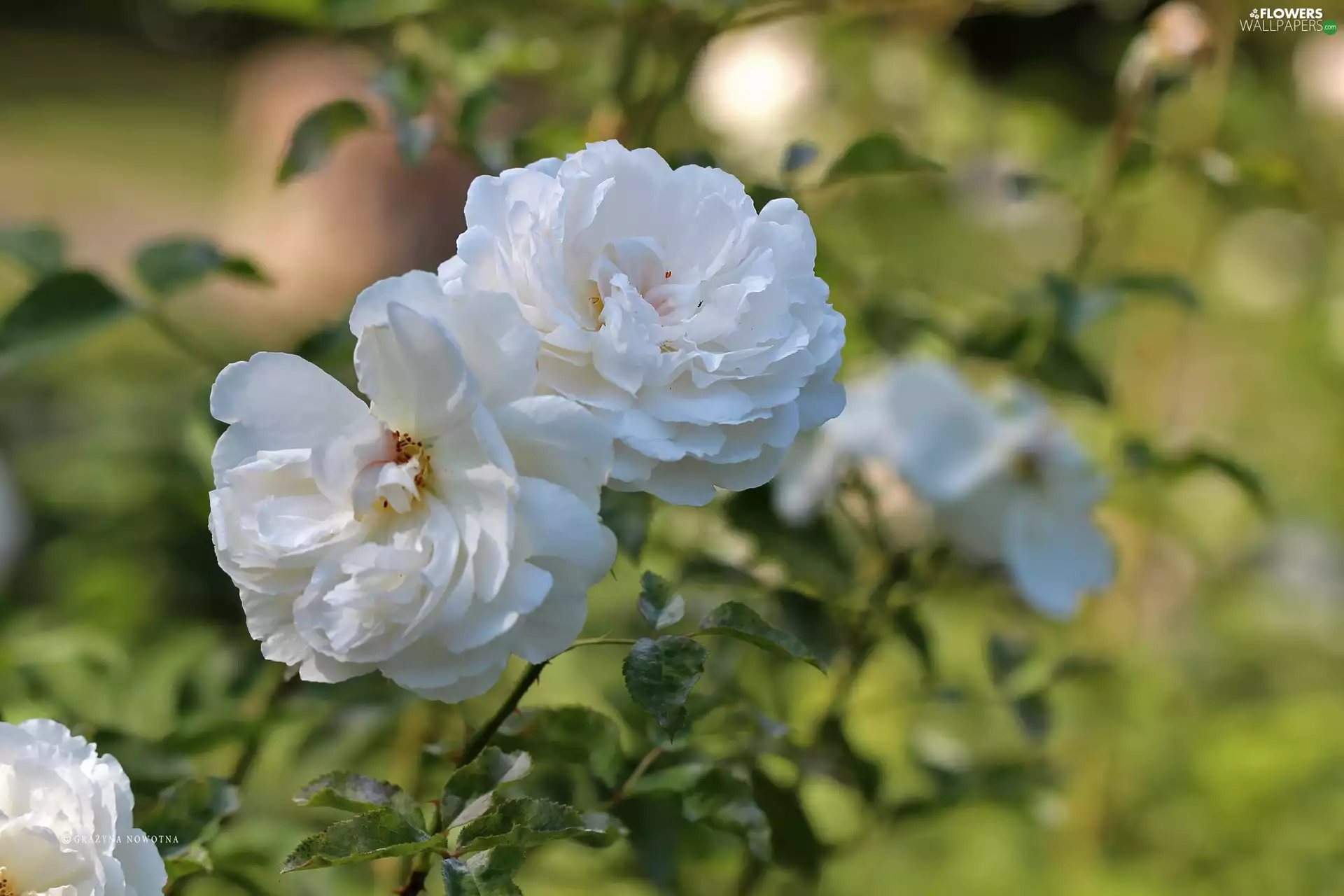 Flowers, White, roses