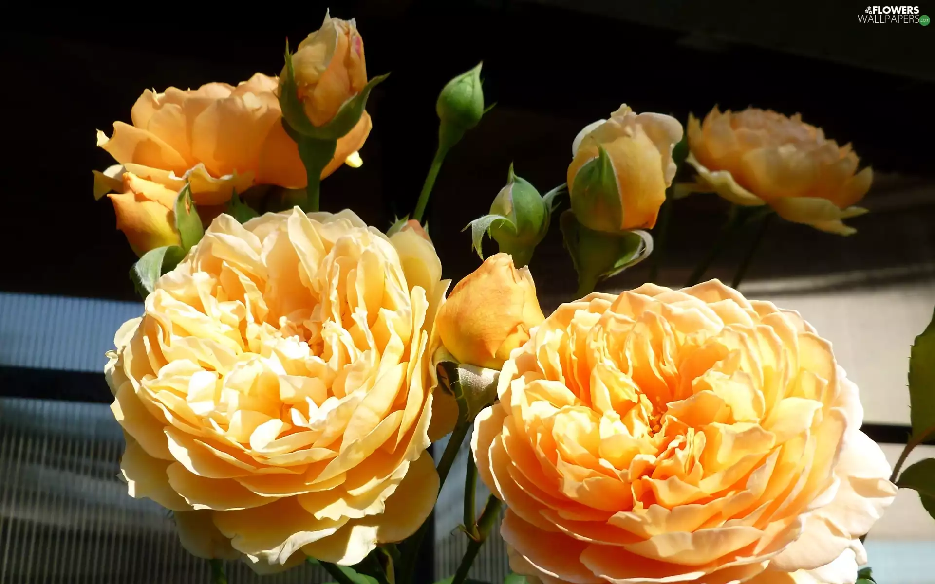Flowers, Yellow, roses